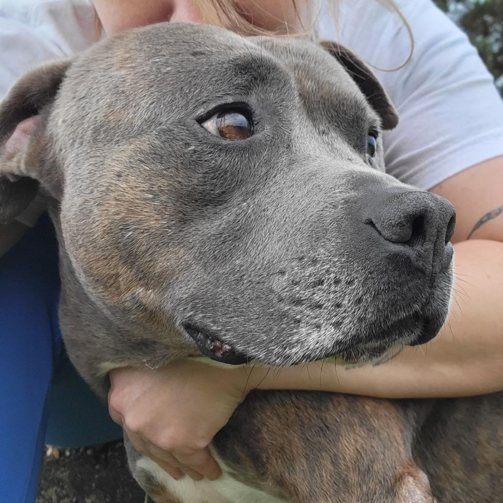 Roy- 052002T, a Adoptable mixed breed in Tupelo, MS image 3/3