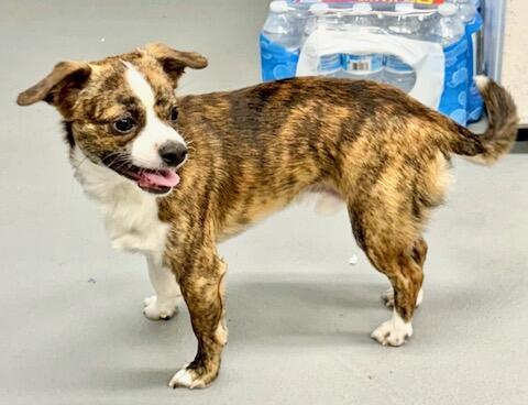 Enlarge Duncan (courtesy post), a Adopted Chihuahua in Pittsburgh, PA image 1/1