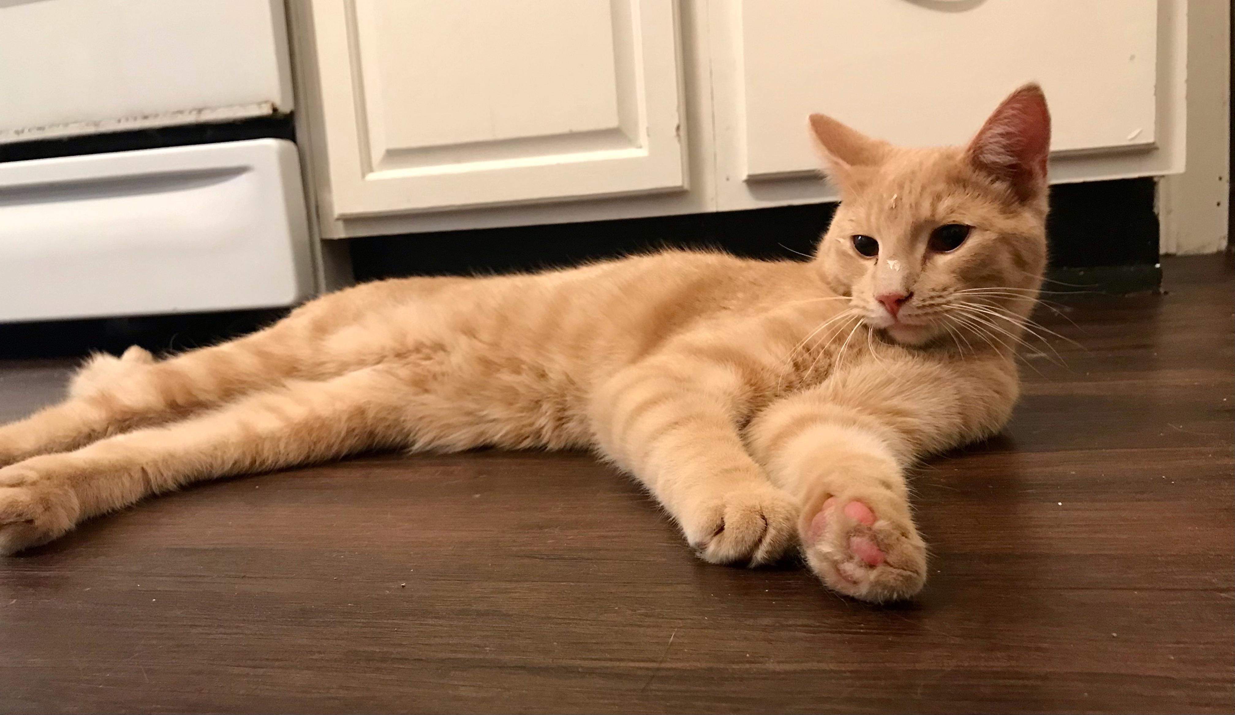 Comet, Young Male American Shorthair