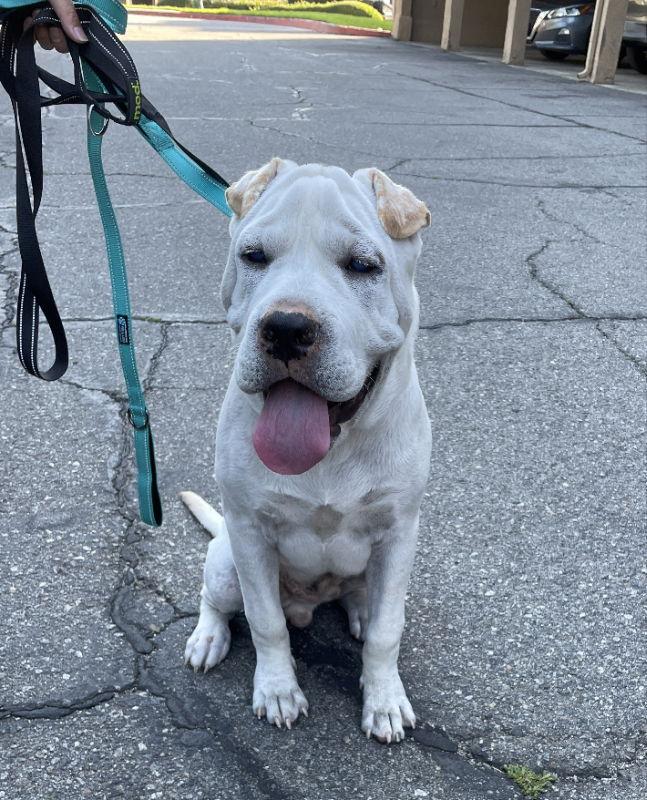 Turbo, a Adoptable mixed breed in Lake Forest, CA image 1/3
