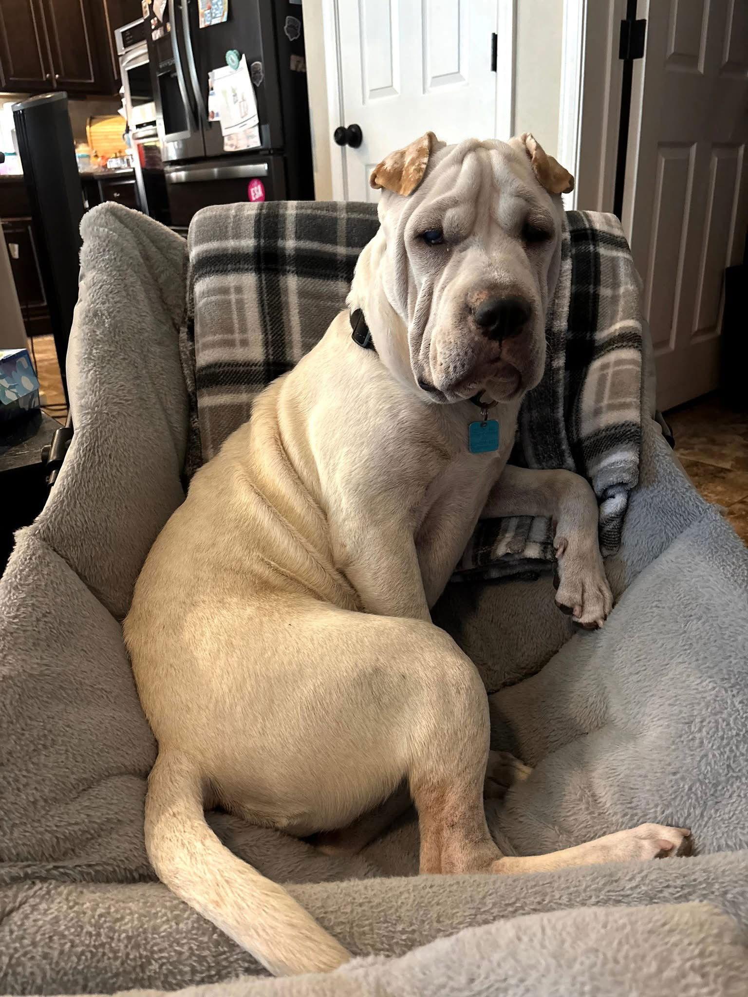 Turbo, a Adoptable mixed breed in Lake Forest, CA image 2/3