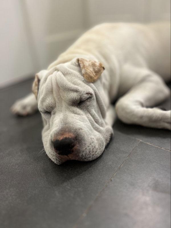 Turbo, a Adoptable mixed breed in Lake Forest, CA image 3/3