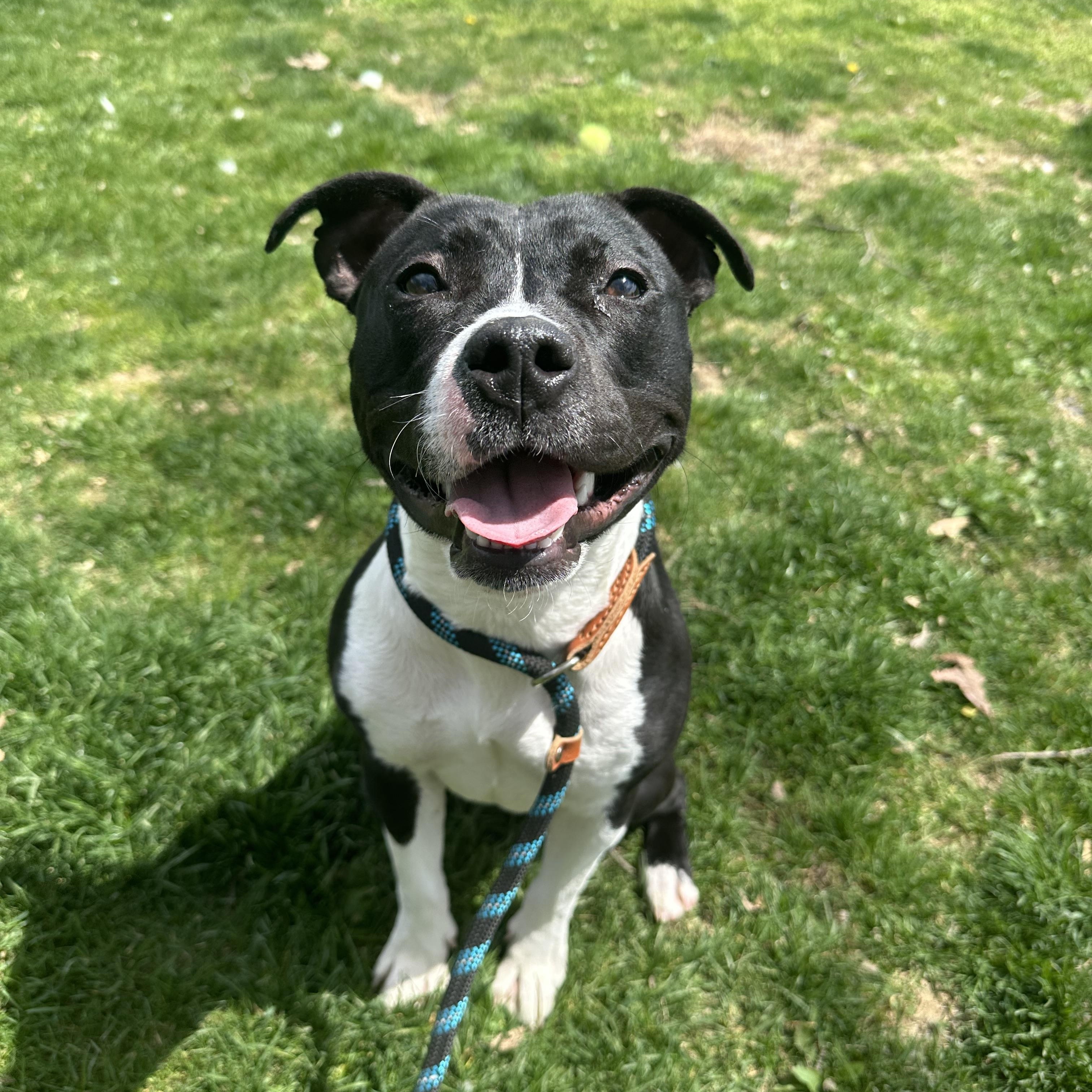 Airabella (currently living in a foster home!)