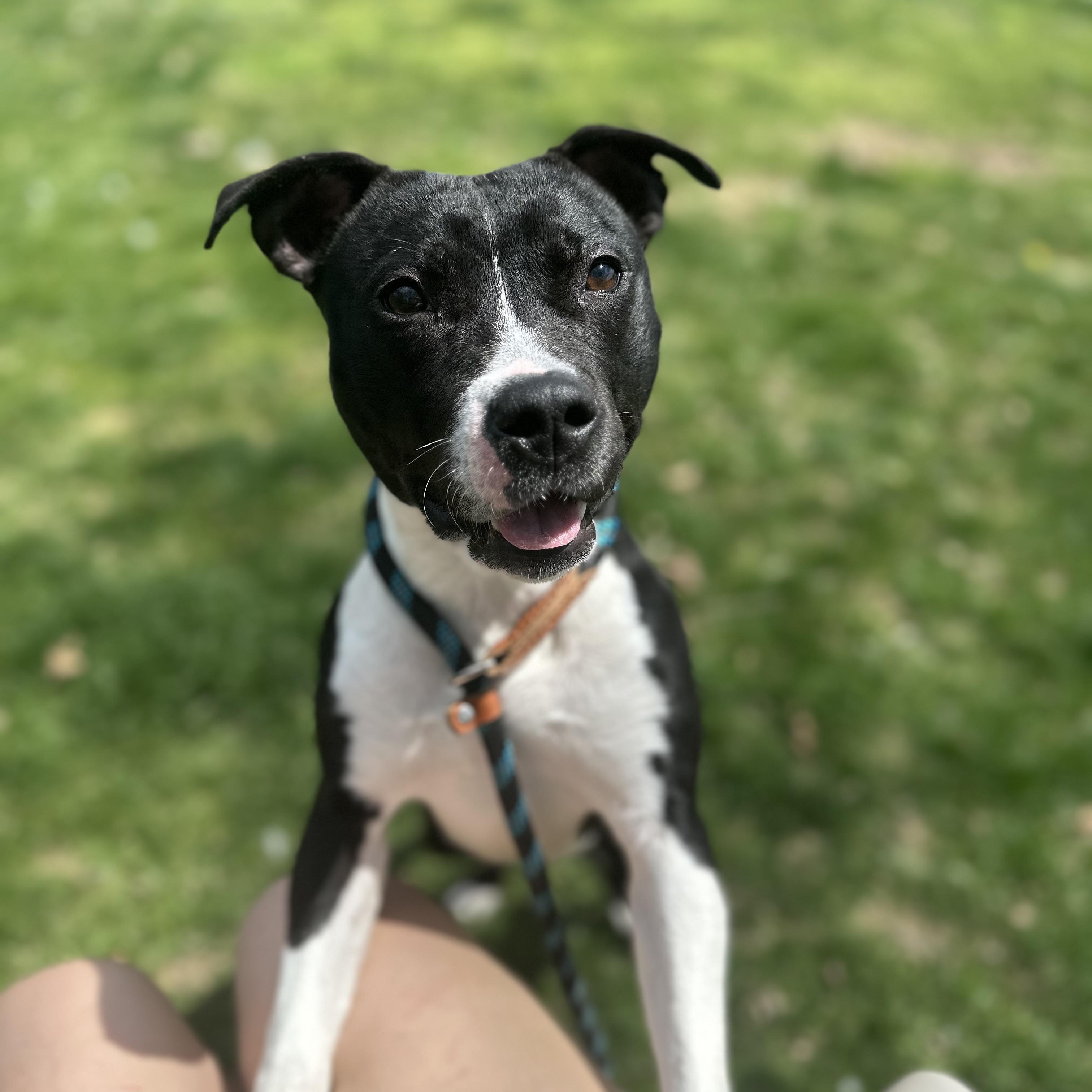 Airabella (currently living in a foster home!)