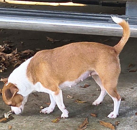 Enlarge Annie, a Adoptable mixed breed in Baileyton, AL image 1/3