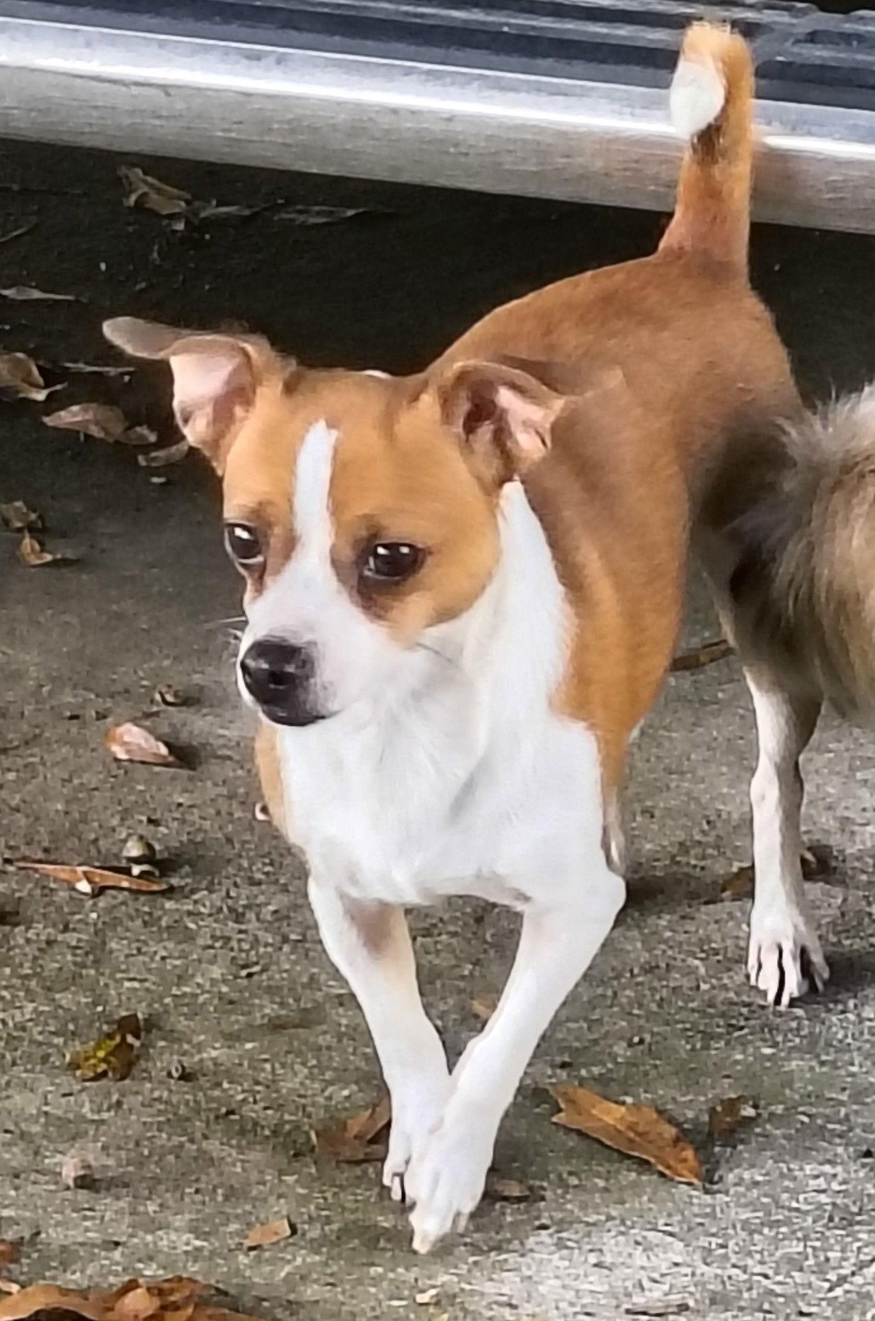 Annie, Adopted, Adult Female Chihuahua & Dachshund.