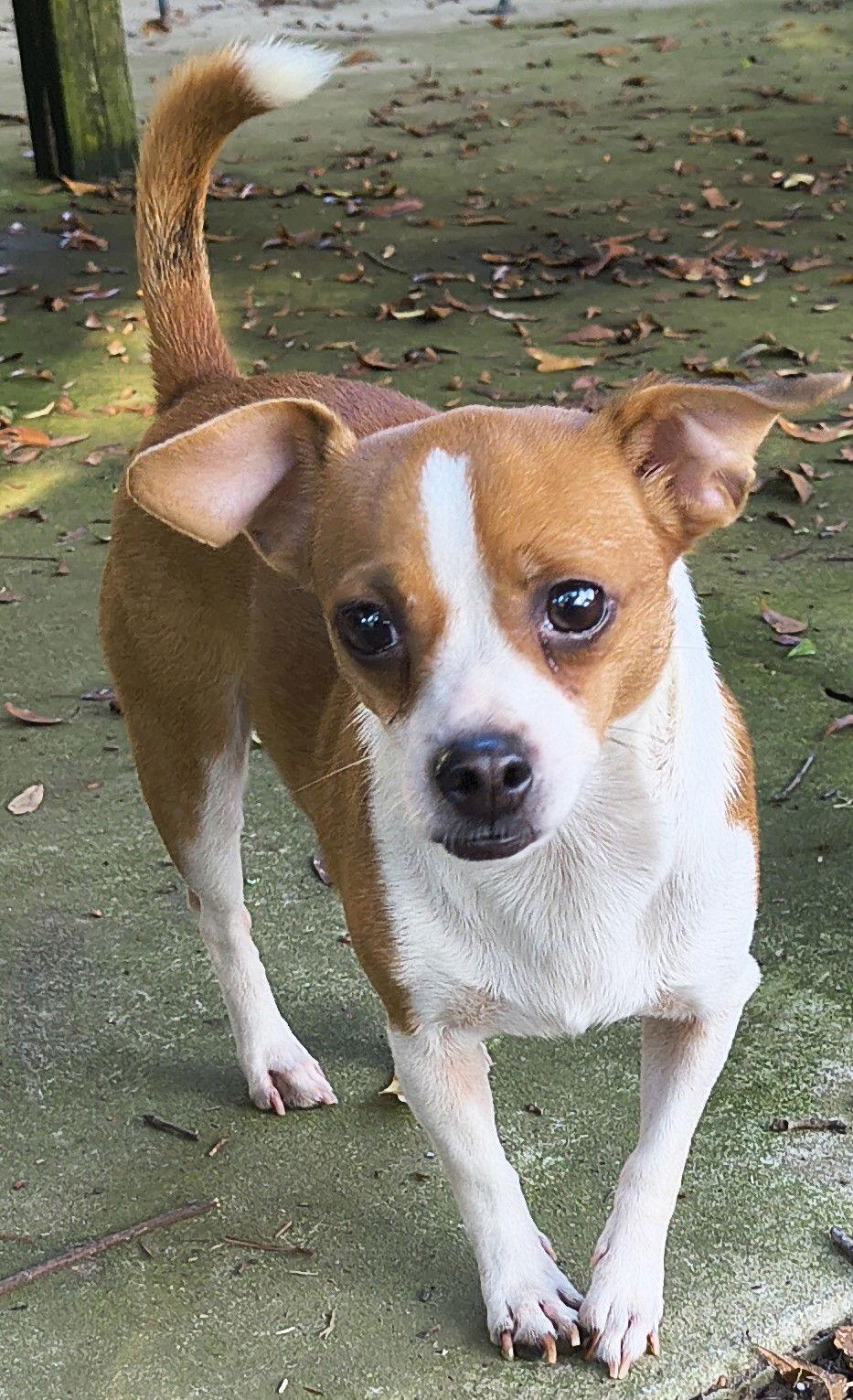 Enlarge Annie, a Adoptable mixed breed in Baileyton, AL image 3/3