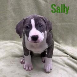 Enlarge Sally, an adopted mixed breed in Pleasantville, NJ image 1/1