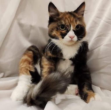 Enlarge Rosalita, a Adoptable mixed breed in Sacramento, CA image 1/1