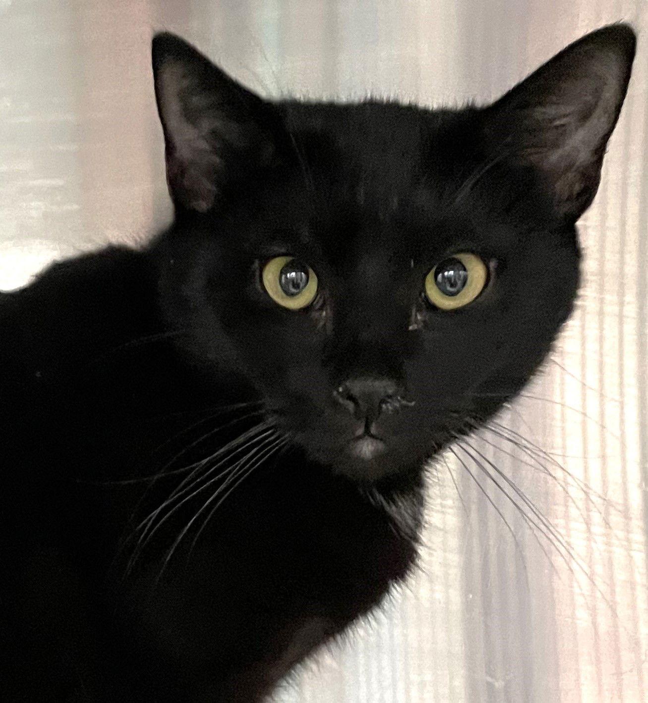 Enlarge Crow, a Adoptable Domestic Short Hair in Carrollton, GA image 1/3