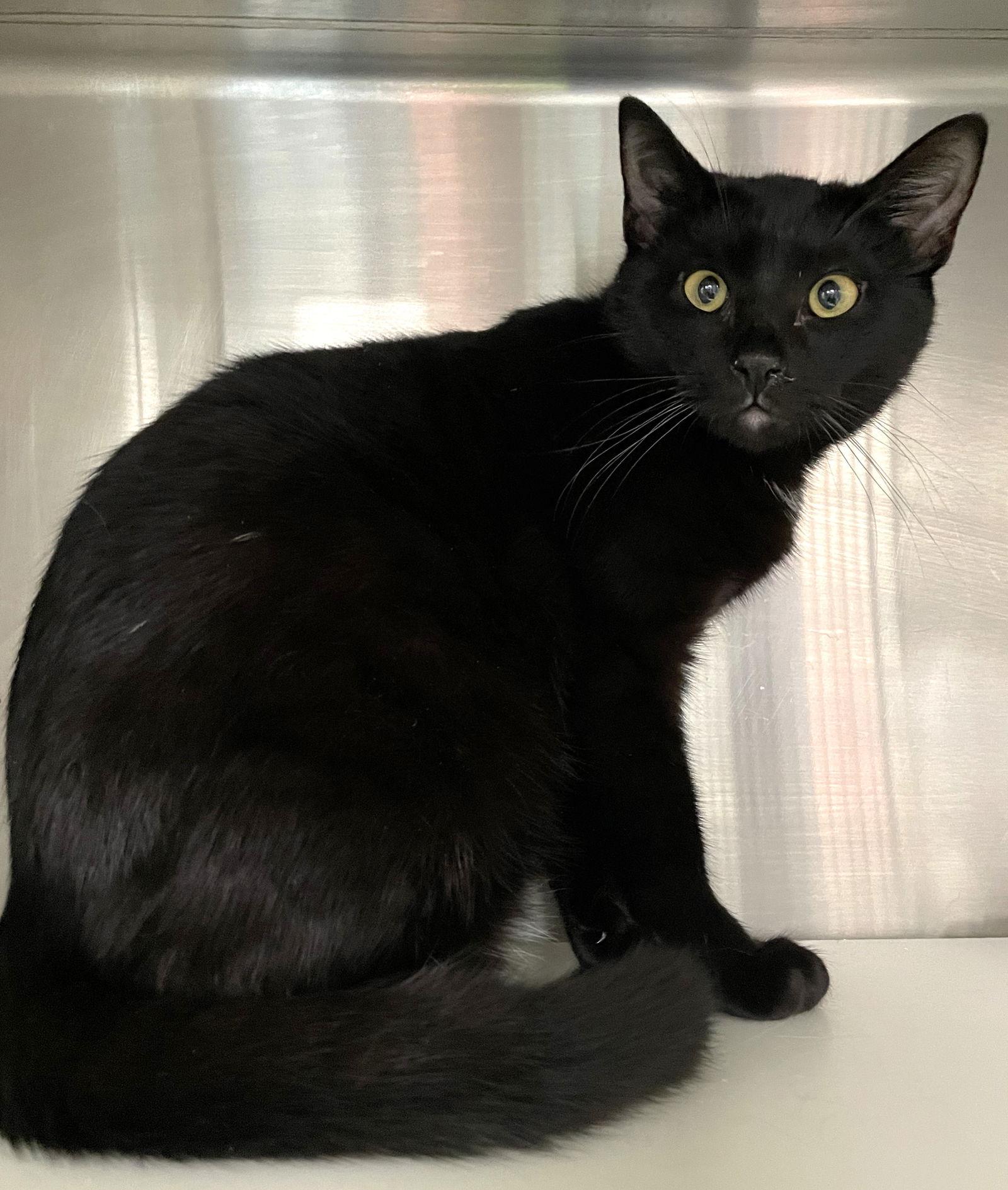 Enlarge Crow, a Adoptable Domestic Short Hair in Carrollton, GA image 2/3