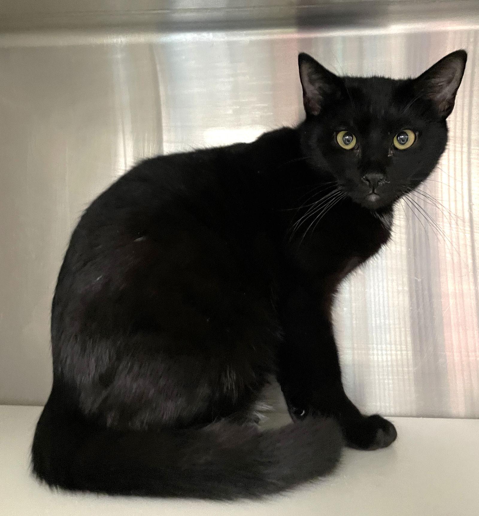 Enlarge Crow, a Adoptable Domestic Short Hair in Carrollton, GA image 3/3