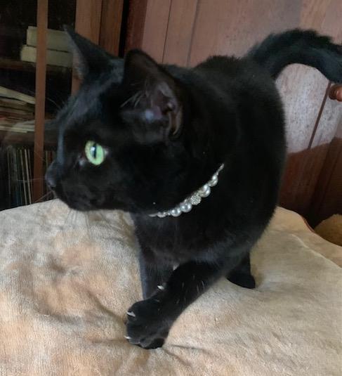 Enlarge Georgia, a ADOPTABLE Domestic Short Hair in Washington Grove, MD image 2/3