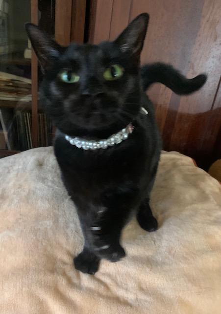 Enlarge Georgia, a ADOPTABLE Domestic Short Hair in Washington Grove, MD image 1/3