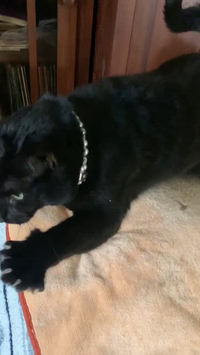 Enlarge Georgia, a ADOPTABLE Domestic Short Hair in Washington Grove, MD video 3/3