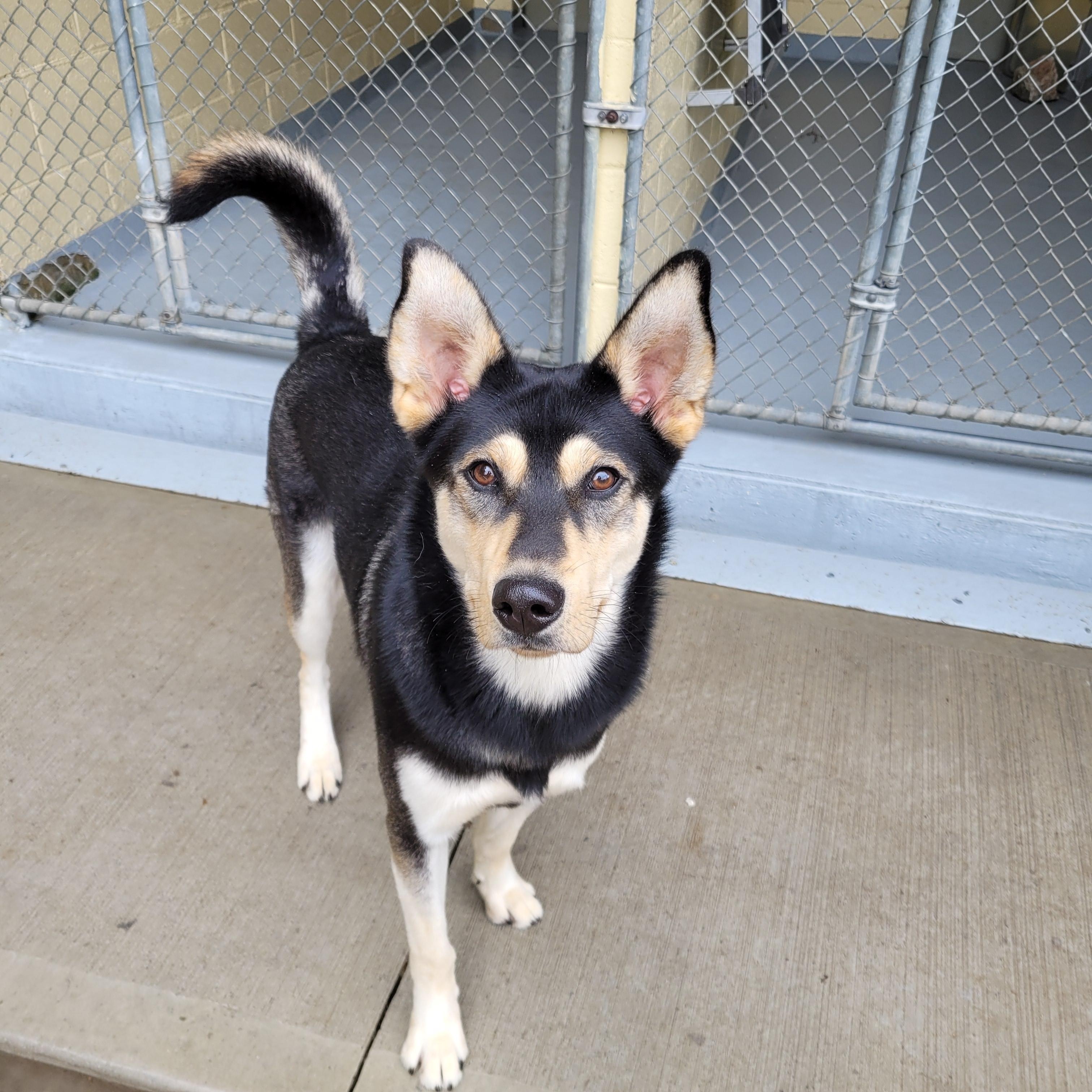 Howie, Adopted, Young Male Siberian Husky & Shepherd.