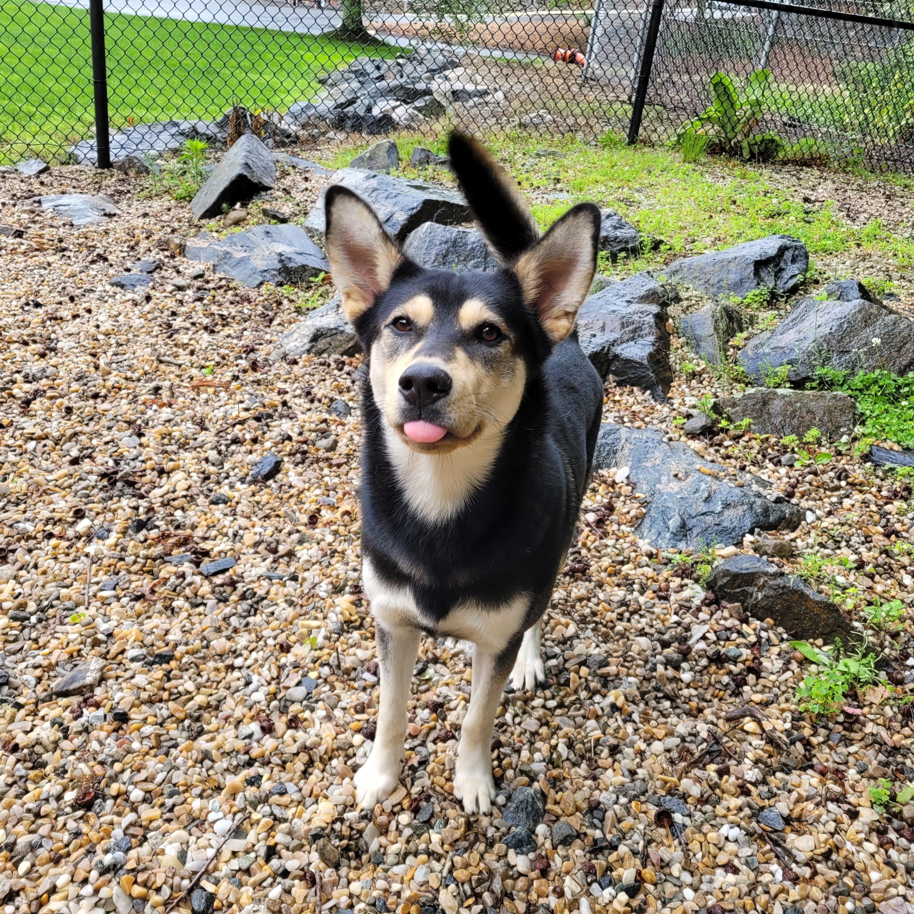 Enlarge Howie, a Adopted mixed breed in Middlebury, CT image 2/3