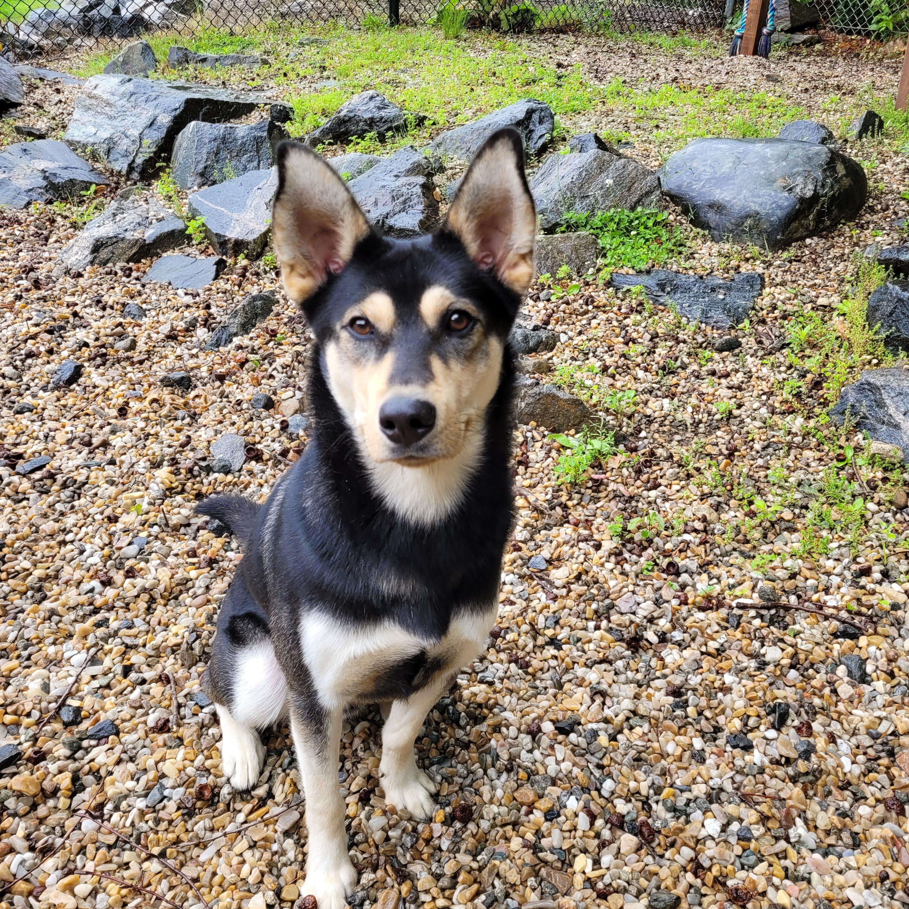 Enlarge Howie, a Adopted mixed breed in Middlebury, CT image 3/3