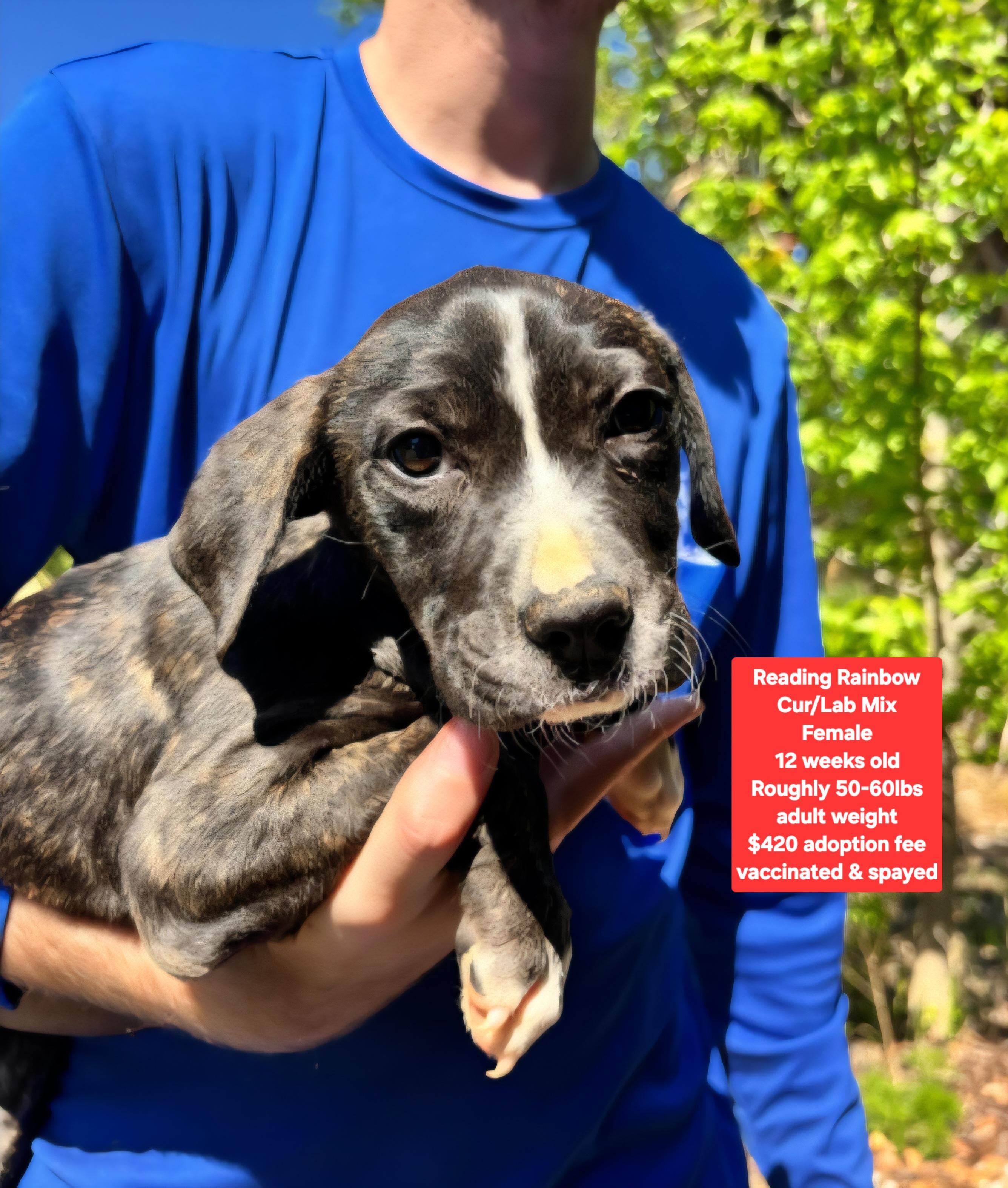 Enlarge Reading Rainbow , a ADOPTABLE mixed breed in Oviedo, FL image 1/1