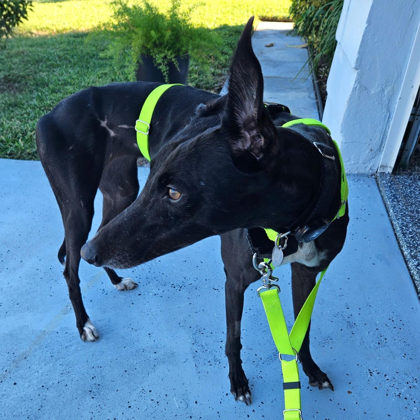 Dancer (Tina), Adoptable, Adult Female Greyhound.