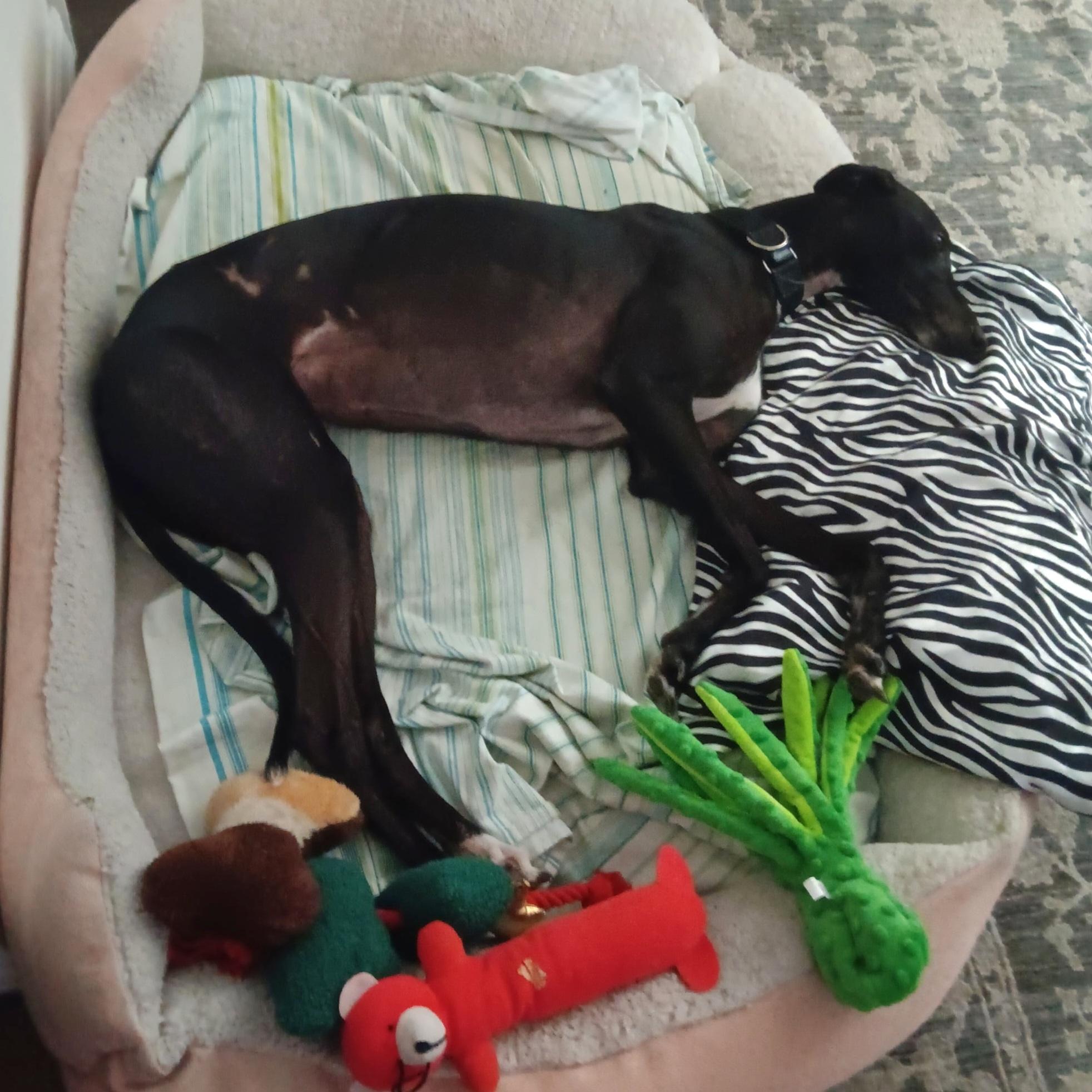 Enlarge Dancer (Tina), a Adoptable Greyhound in Tarpon Springs, FL image 1/5