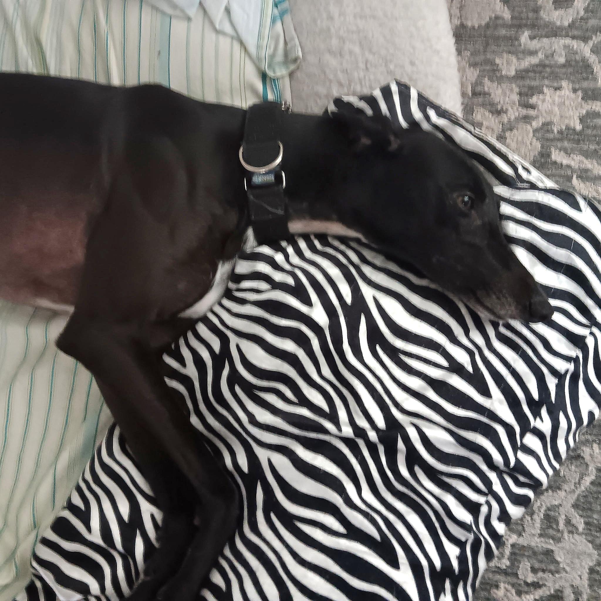 Enlarge Dancer (Tina), a Adoptable Greyhound in Tarpon Springs, FL image 2/5
