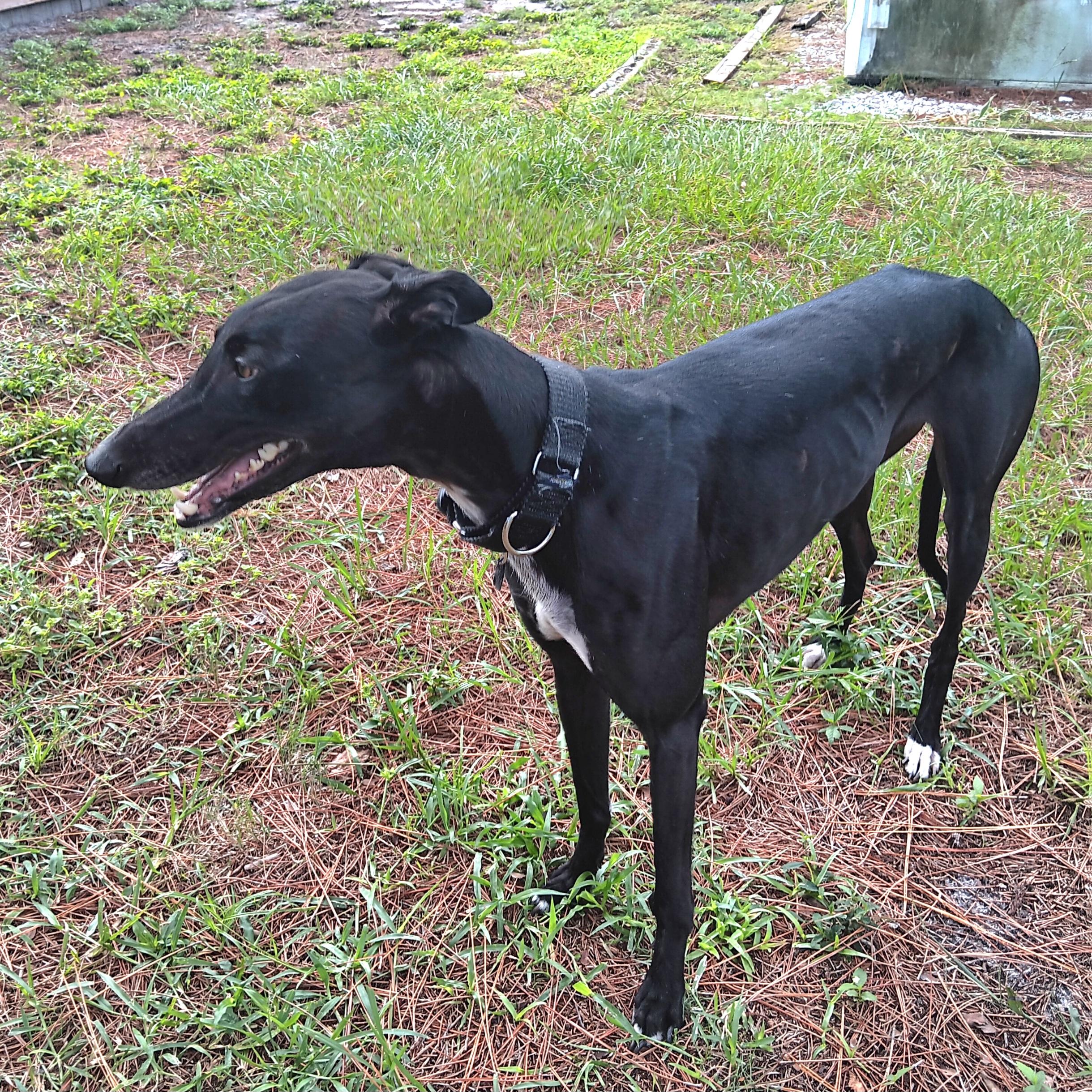 Enlarge Dancer (Tina), a Adoptable Greyhound in Tarpon Springs, FL image 3/5