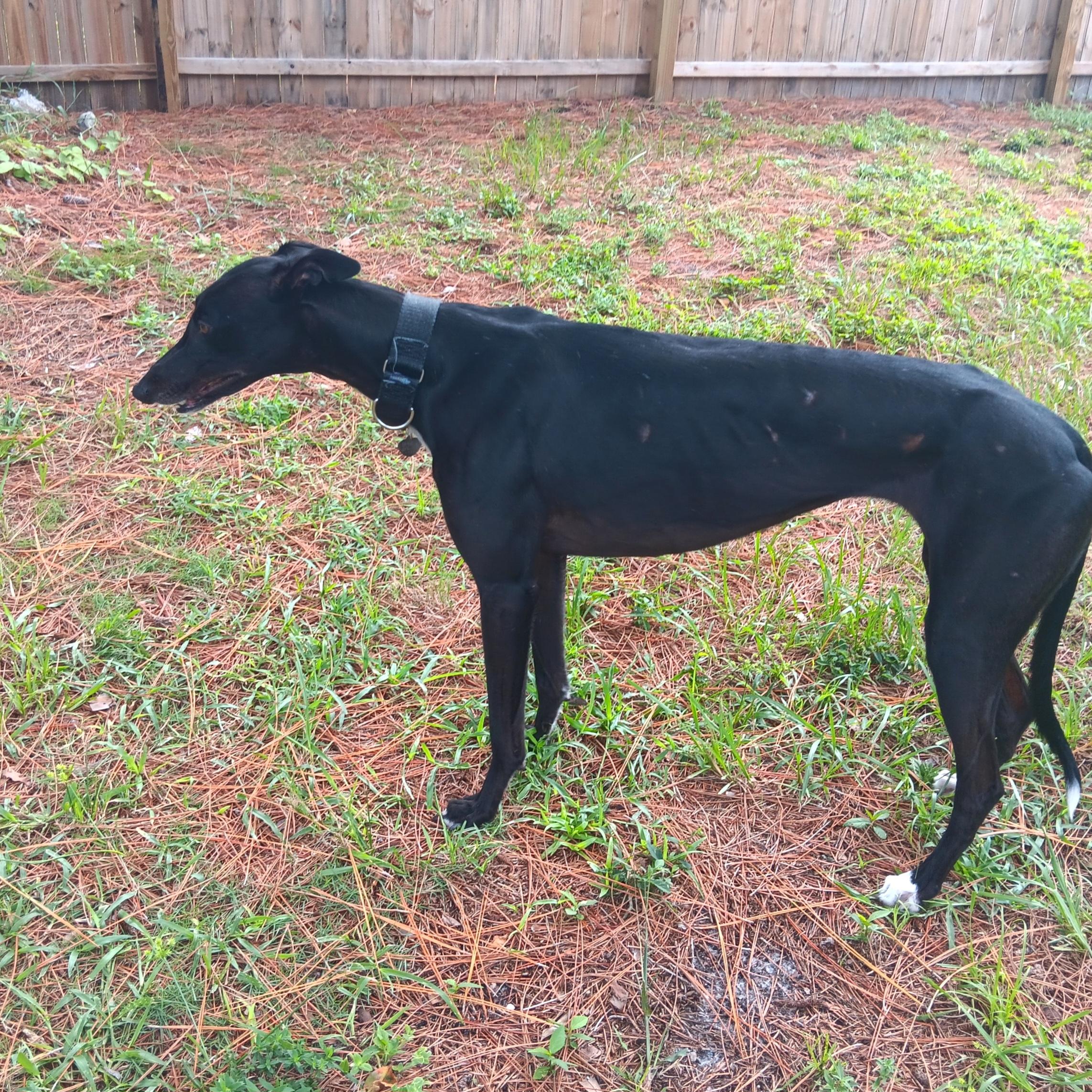 Enlarge Dancer (Tina), a Adoptable Greyhound in Tarpon Springs, FL image 4/5