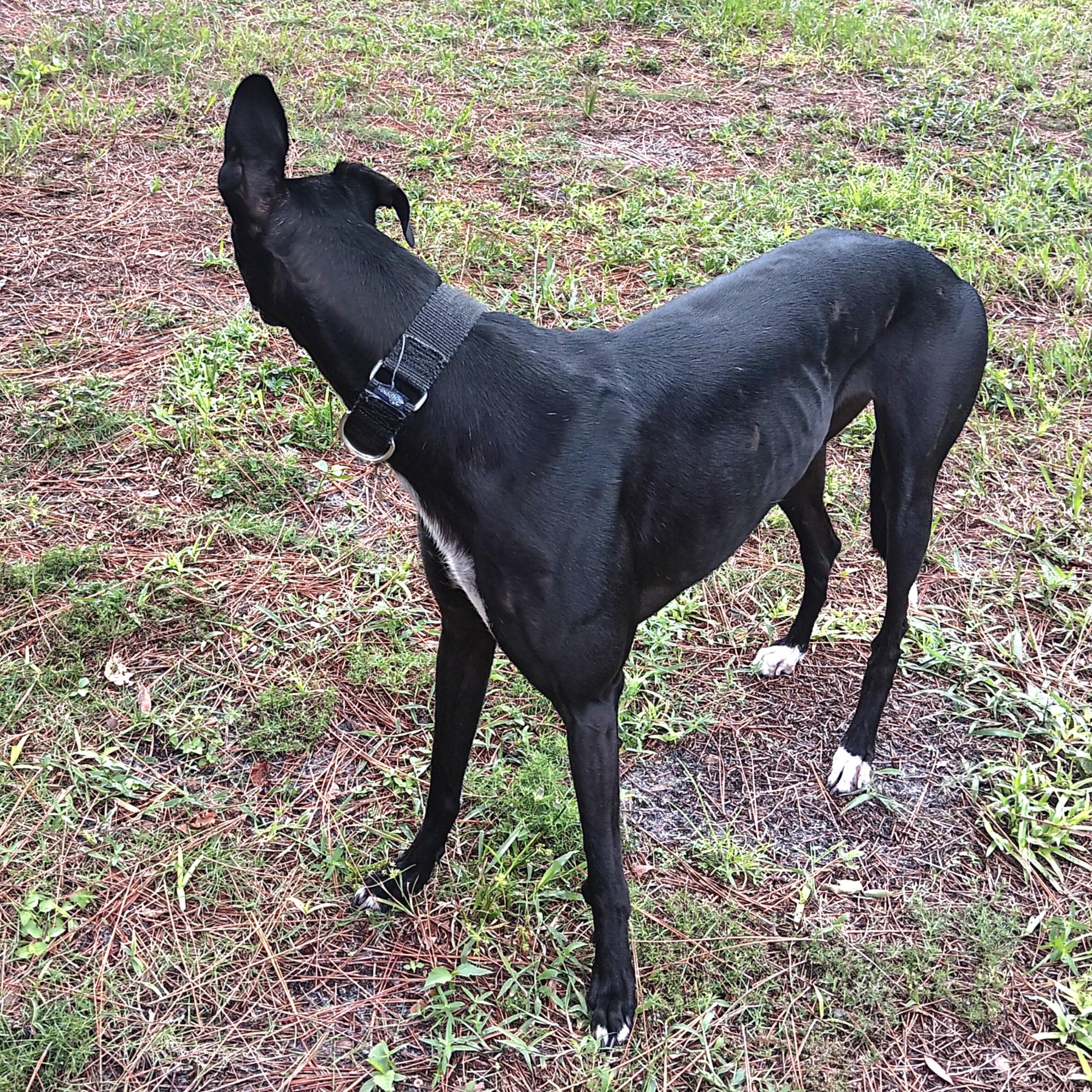 Enlarge Dancer (Tina), a Adoptable Greyhound in Tarpon Springs, FL image 5/5