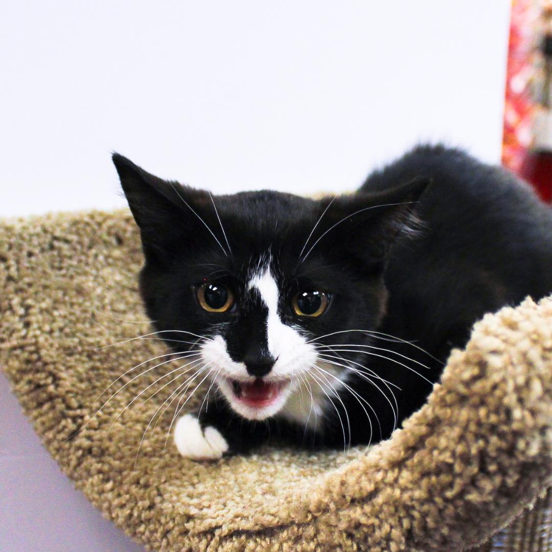 Enlarge Mina, an adopted Domestic Short Hair in Wayne, NJ image 5/5