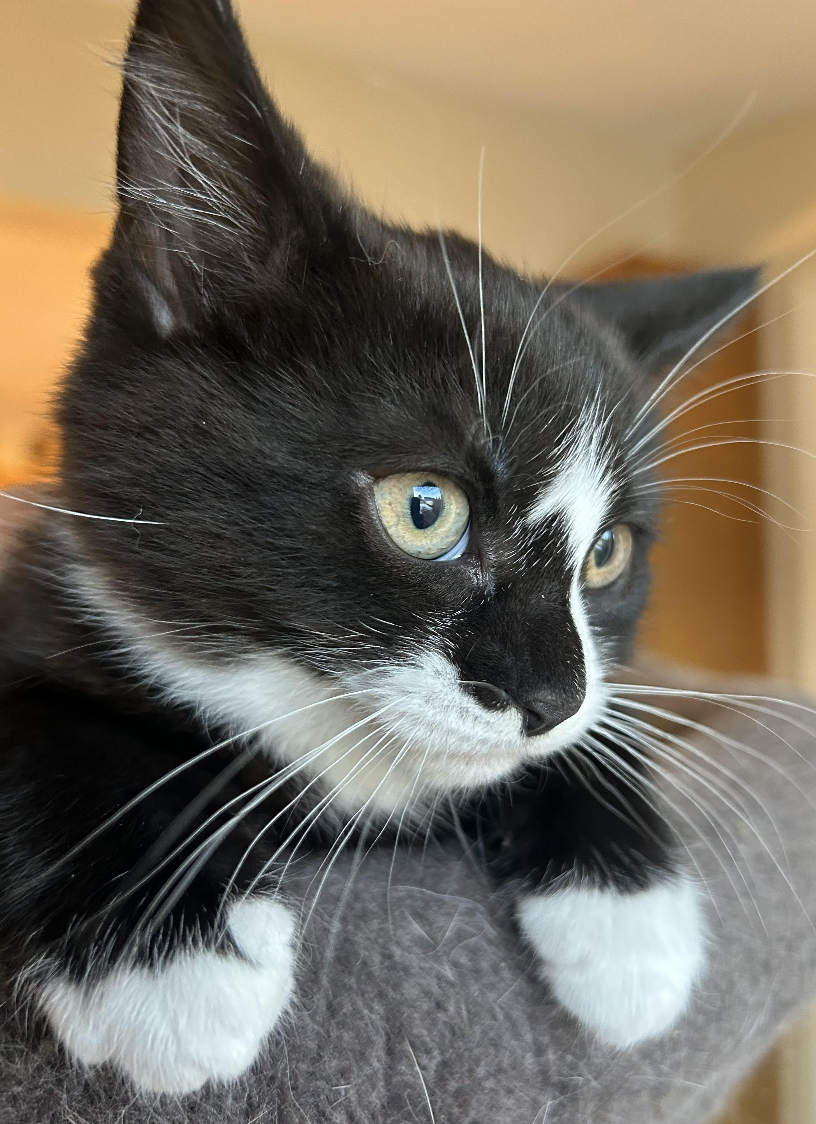 Enlarge Mina, an adopted Domestic Short Hair in Wayne, NJ image 1/5