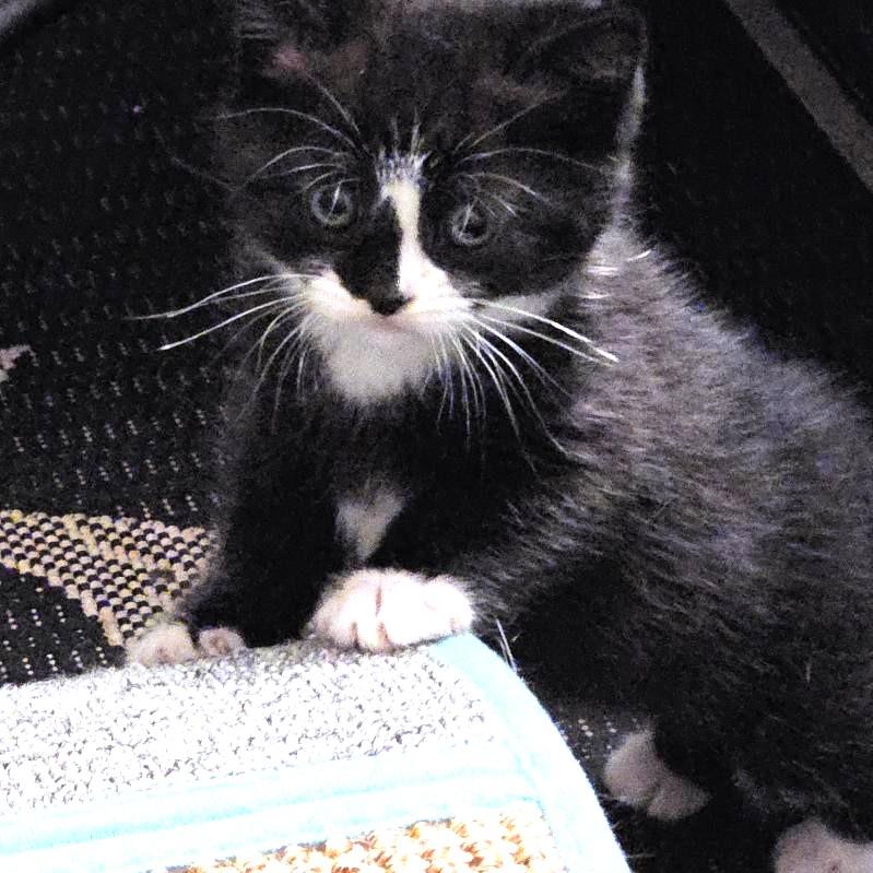 Enlarge Mina, an adopted Domestic Short Hair in Wayne, NJ image 2/5