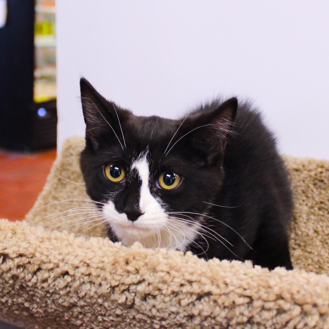 Enlarge Mina, an adopted Domestic Short Hair in Wayne, NJ image 4/5