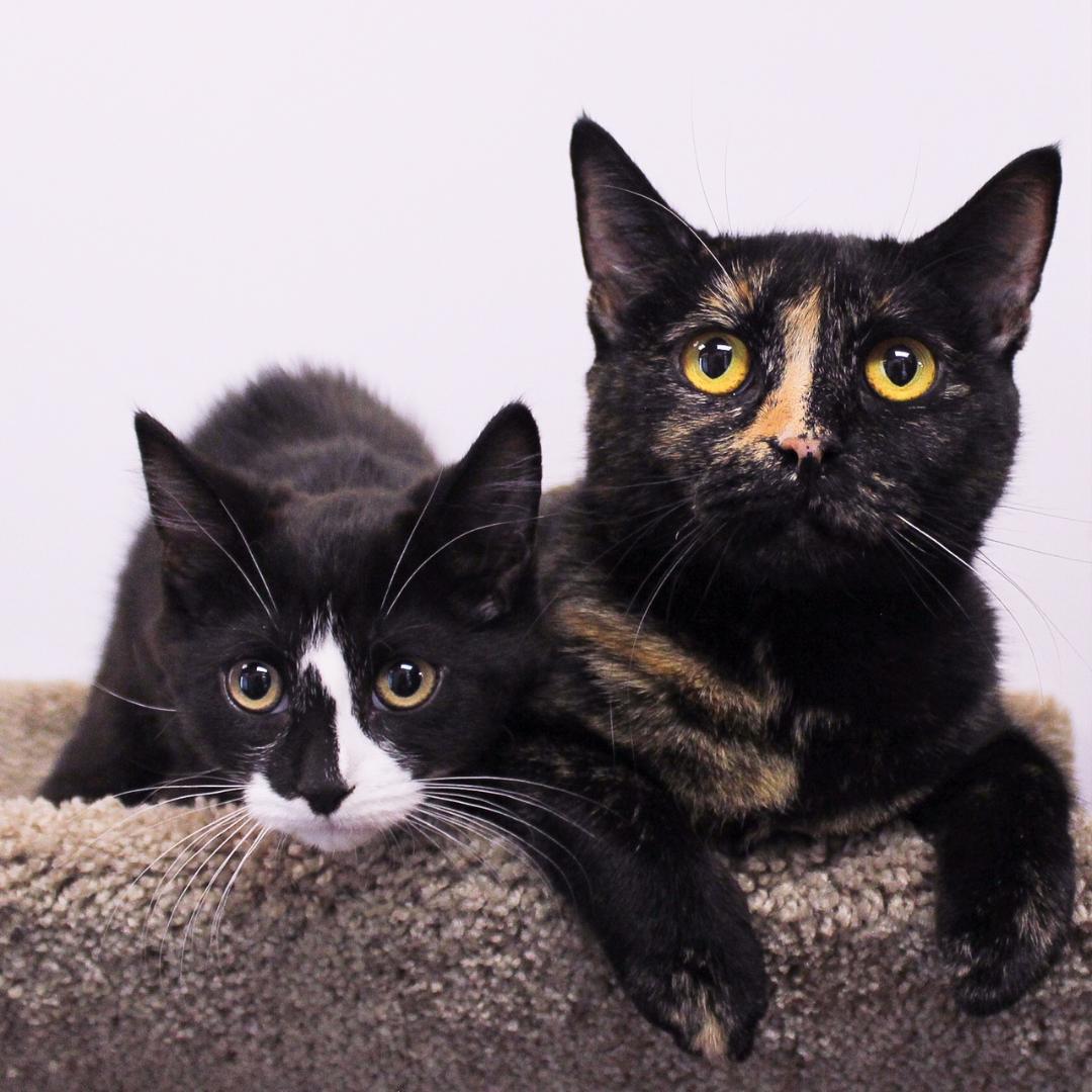 Enlarge Mina, an adopted Domestic Short Hair in Wayne, NJ image 3/5