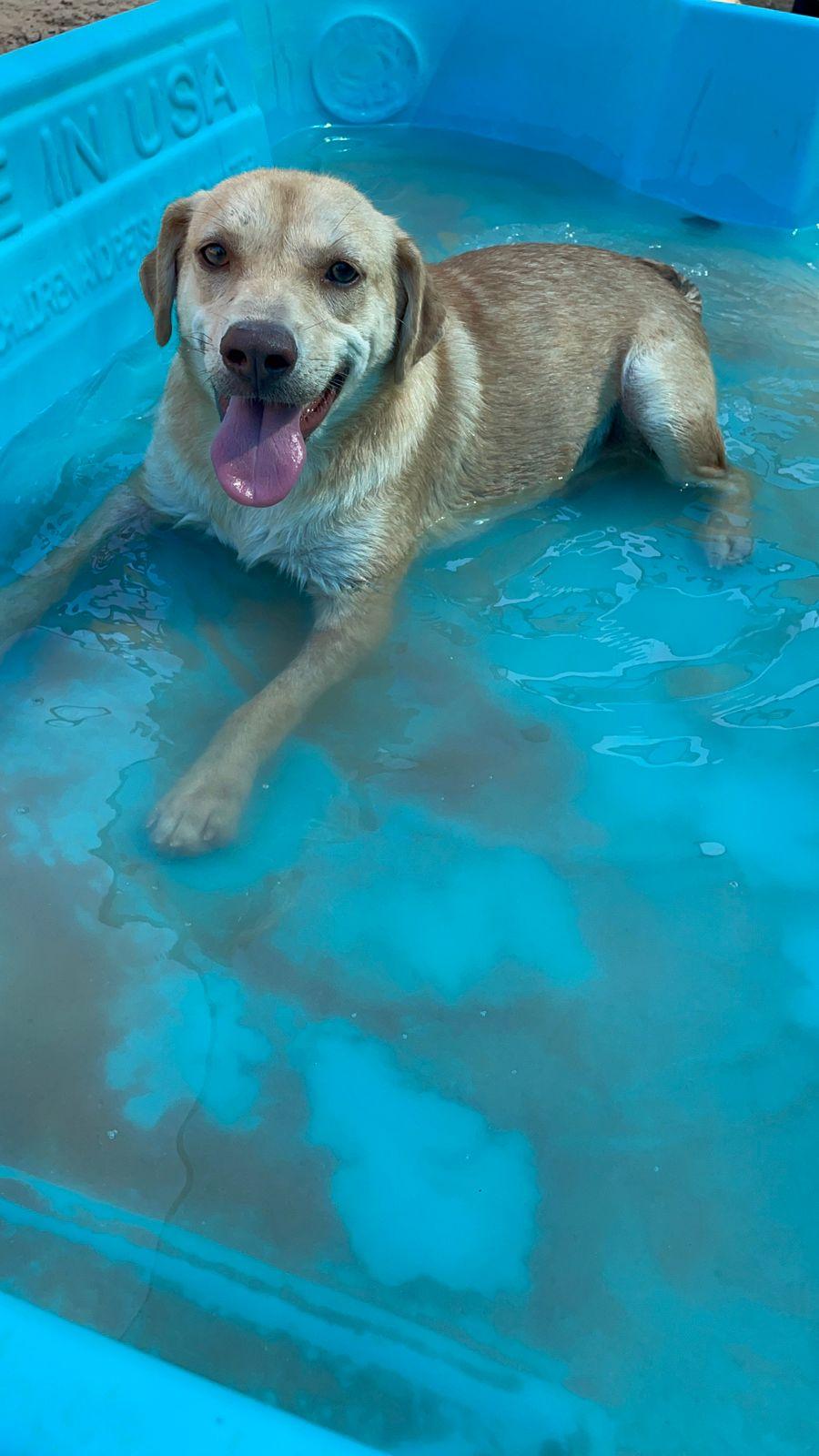 Enlarge Scarlet, a Adoptable mixed breed in Santa Rosa, CA image 2/5