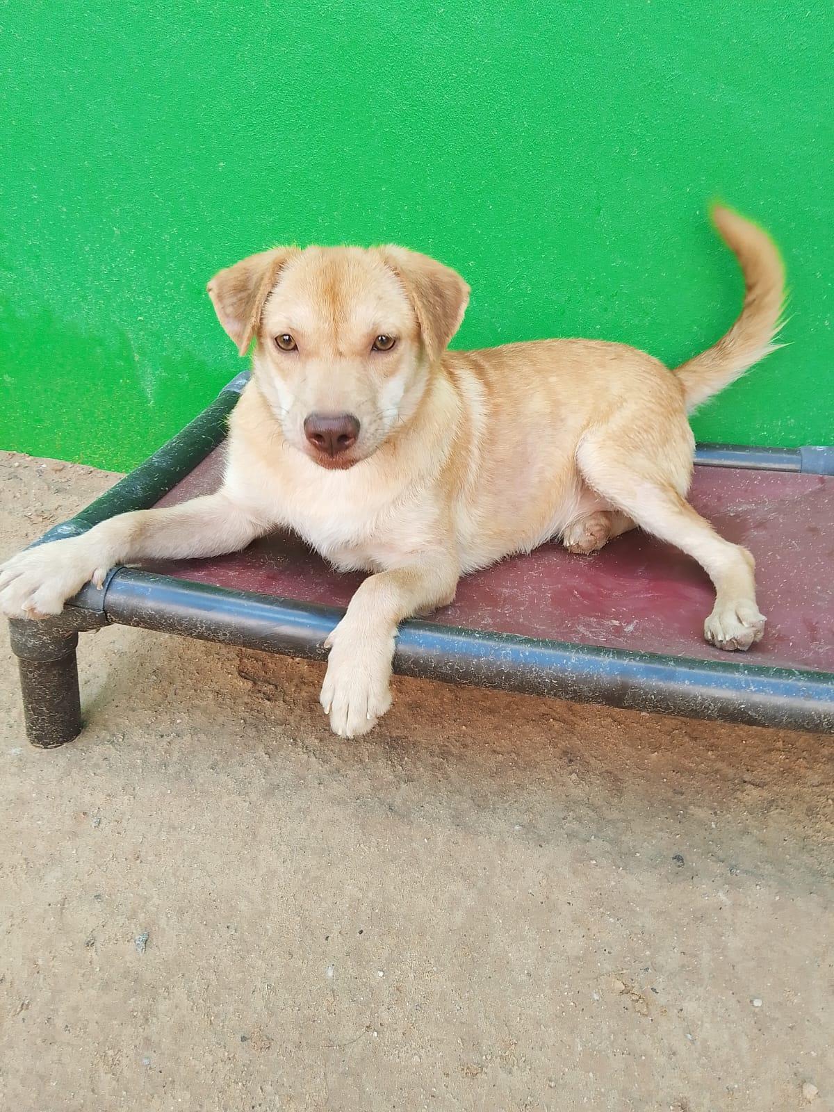 Enlarge Scarlet, a Adoptable mixed breed in Santa Rosa, CA image 3/5