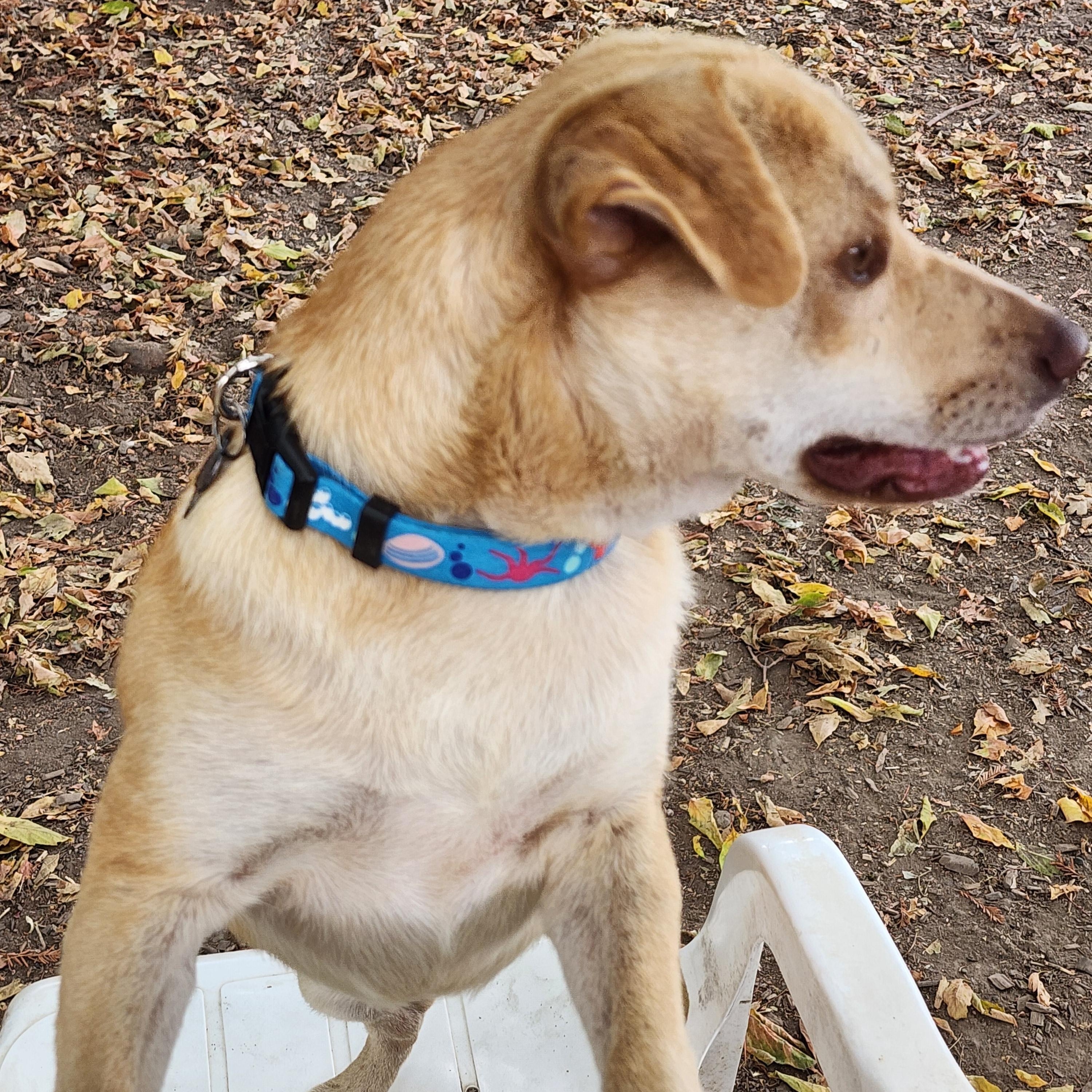 Enlarge Scarlet, a Adoptable mixed breed in Santa Rosa, CA image 4/5