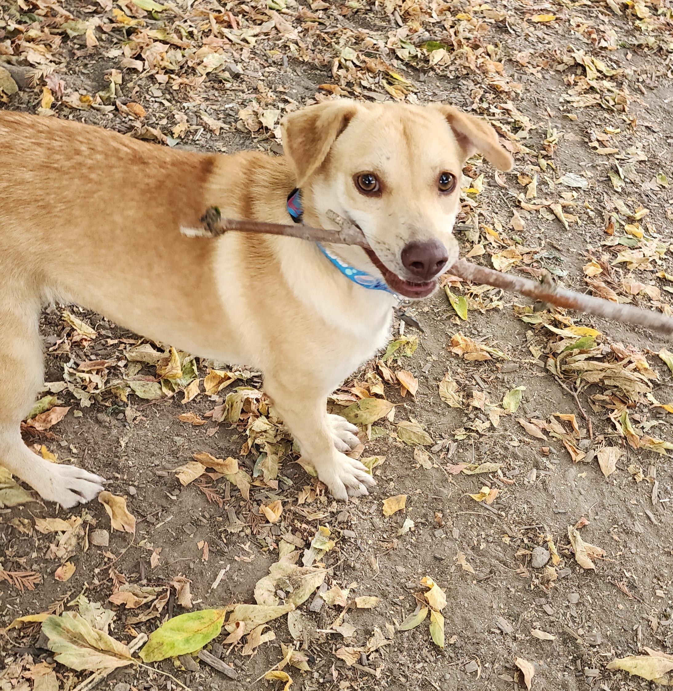 Scarlet, Adoptable, Young Female Labrador Retriever & Shar-Pei.