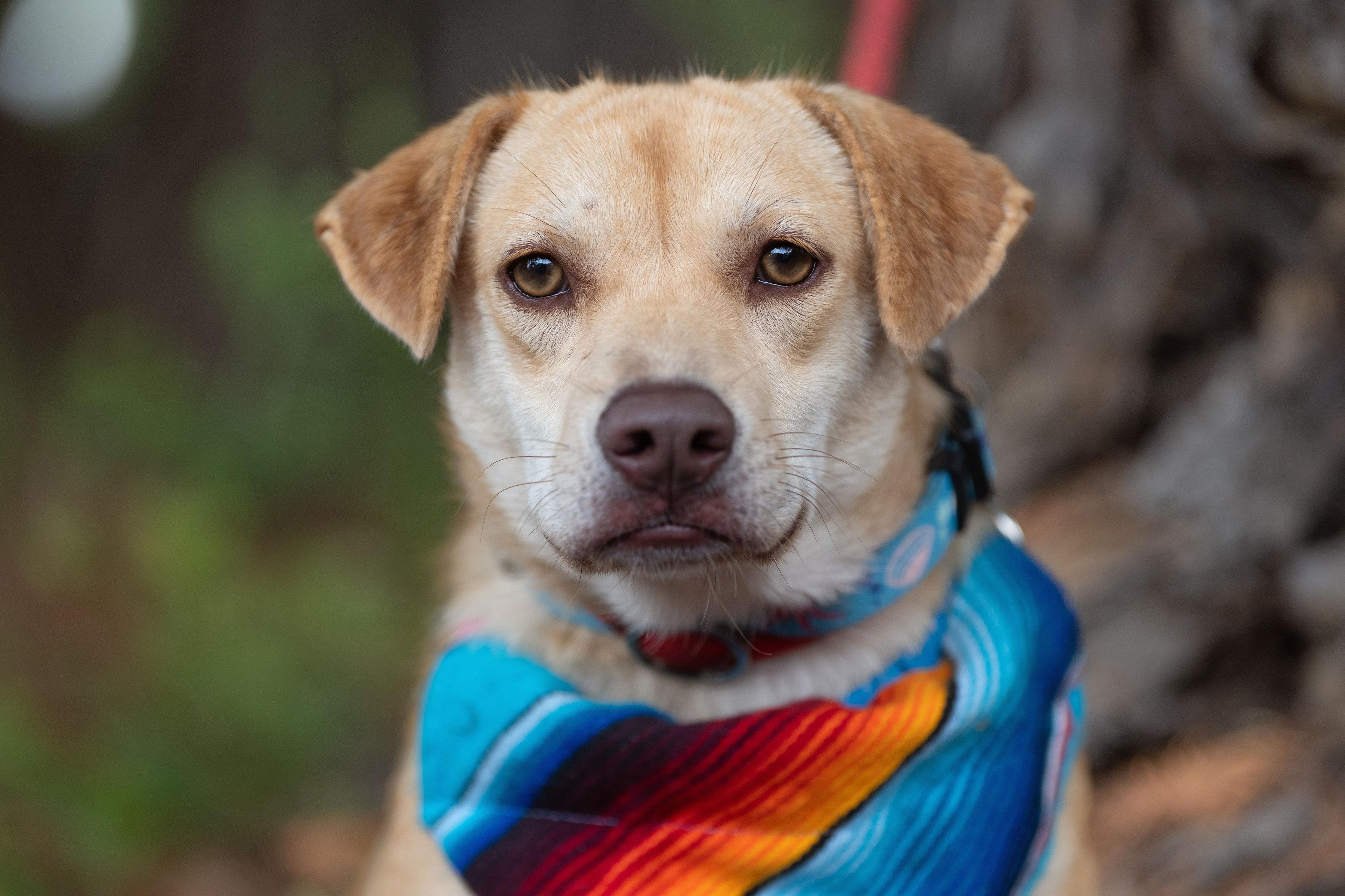 Enlarge Scarlet, a Adoptable mixed breed in Santa Rosa, CA image 5/5