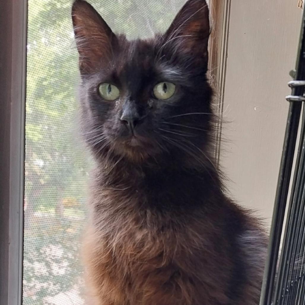 Enlarge Holly Leaf, a Adoptable Domestic Long Hair in Baker City, OR image 1/1