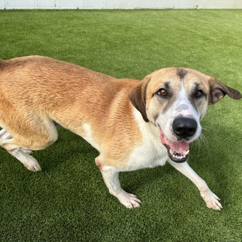 Sampson 0153, an adoptable Great Dane, Hound in Shorter, AL, 36075 | Photo Image 1