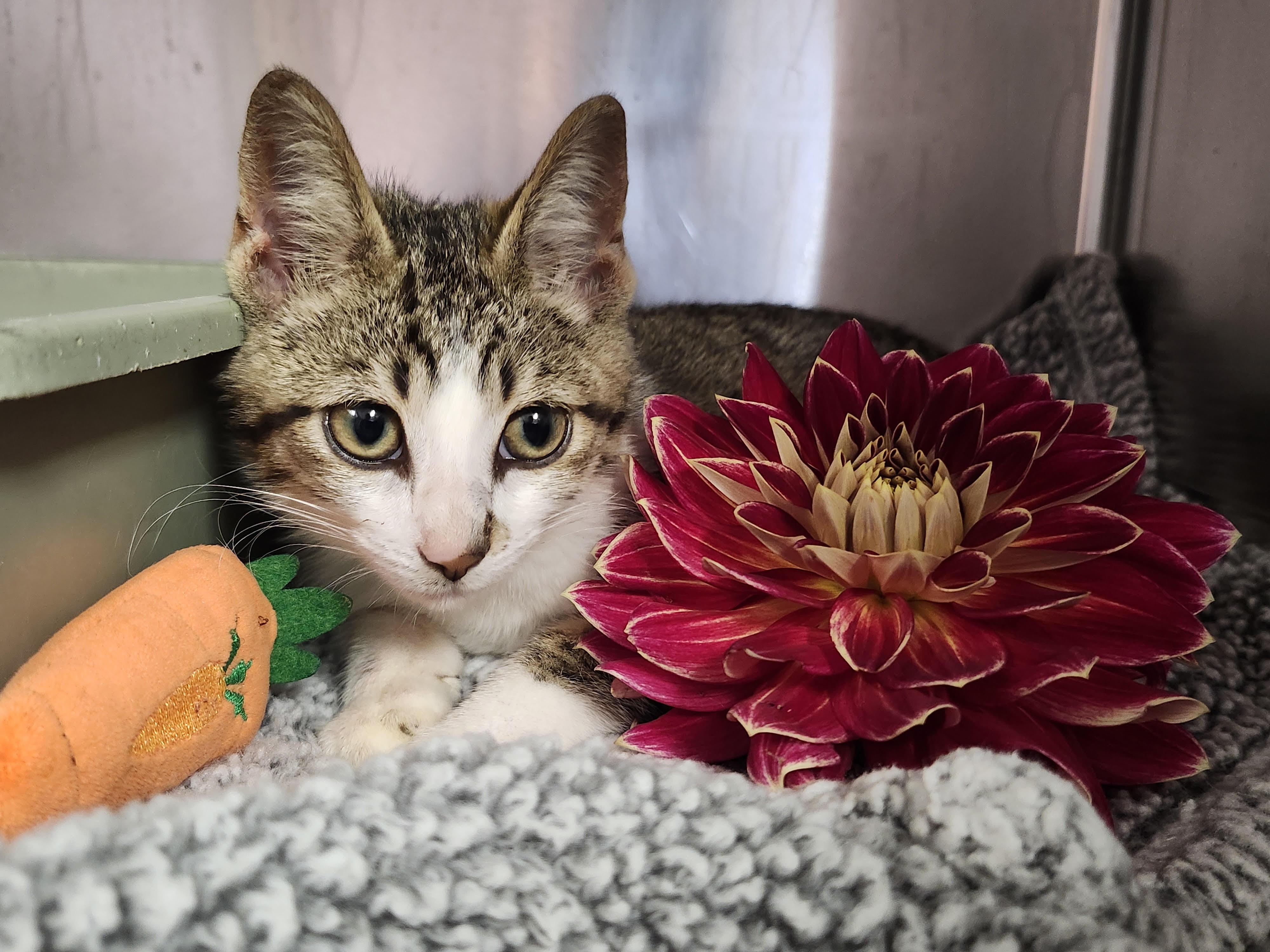Enlarge Shorty, a ADOPTABLE Domestic Short Hair in Reynoldsburg, OH image 1/1