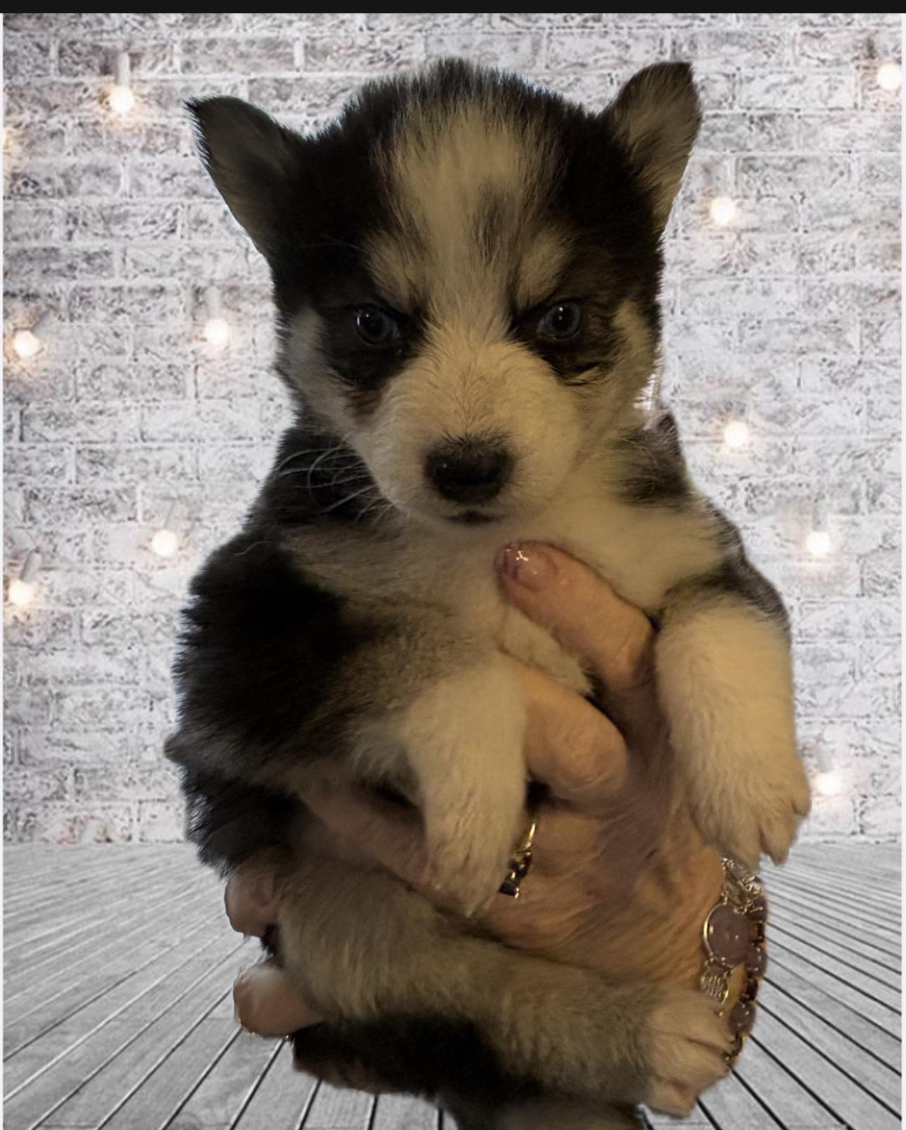 Adoption Event Petsmart Wayne Feb 28th&March 1st, ADOPTABLE, Puppy Female Pomsky.