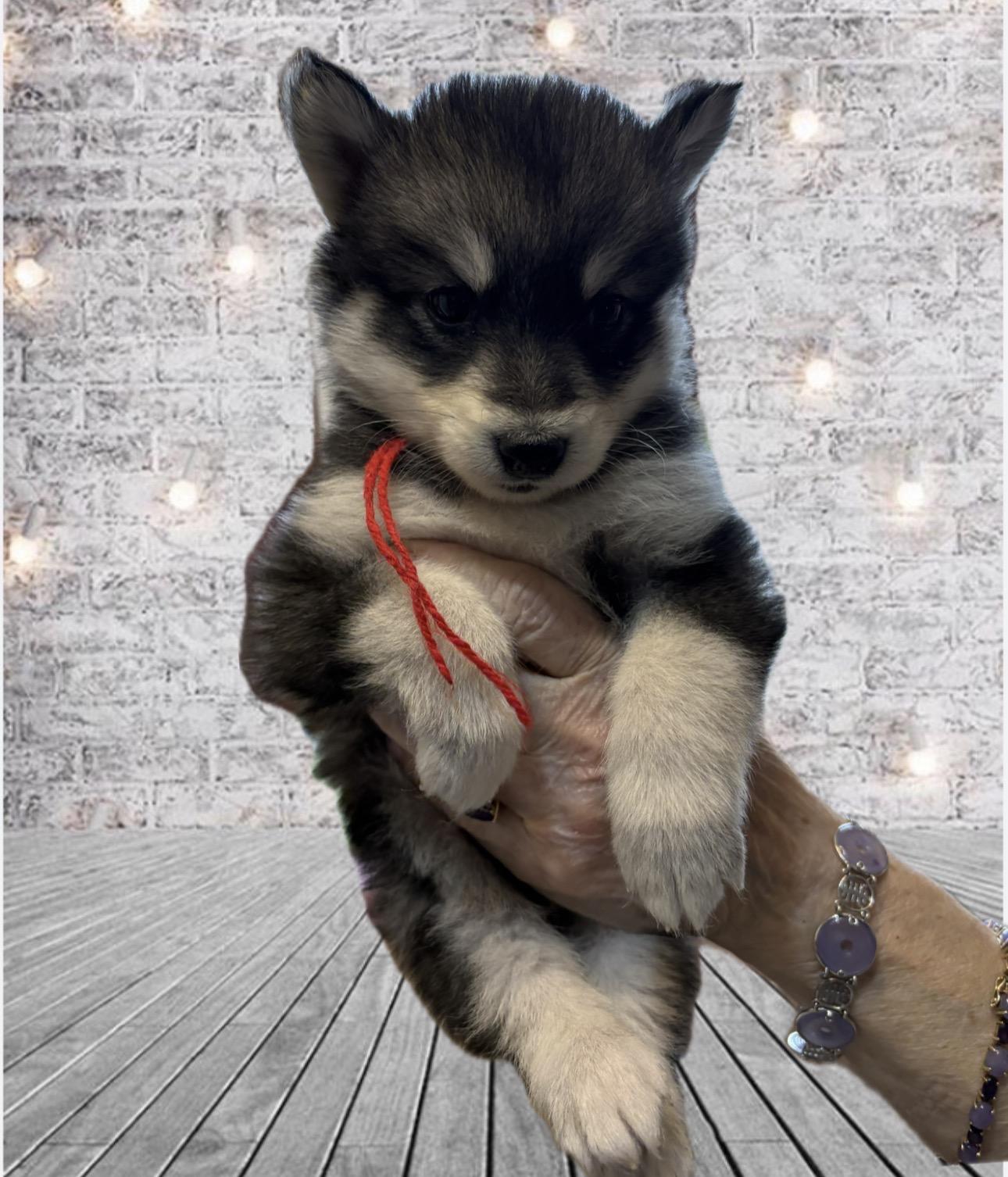 Adoption Event Petsmart Wayne Feb 28th&March 1st, a ADOPTABLE mixed breed in Wayne , NJ image 3/4