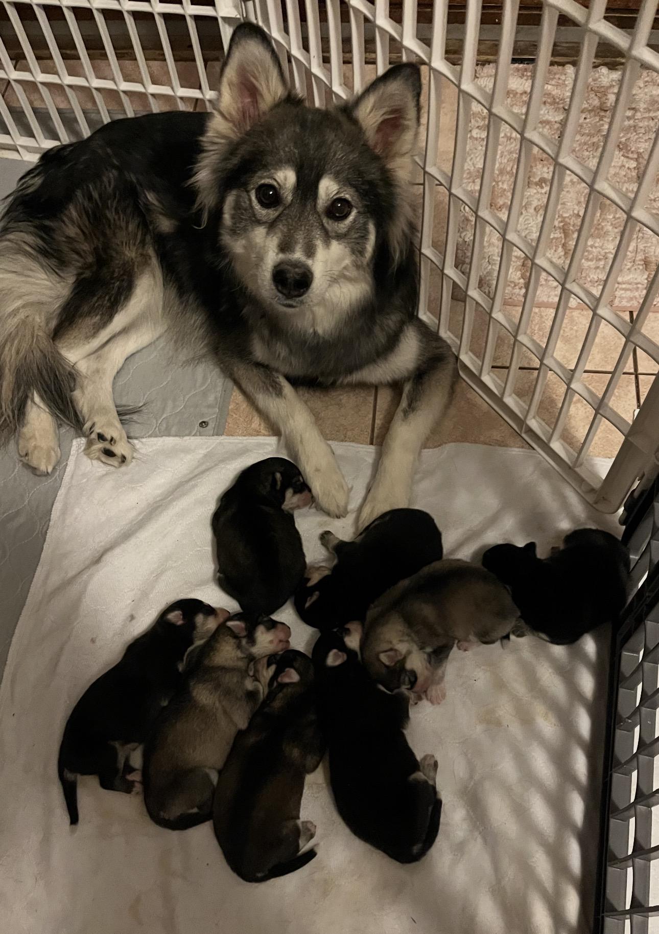 Adoption Event Petsmart Wayne Feb 28th&March 1st, a ADOPTABLE mixed breed in Wayne , NJ image 4/4