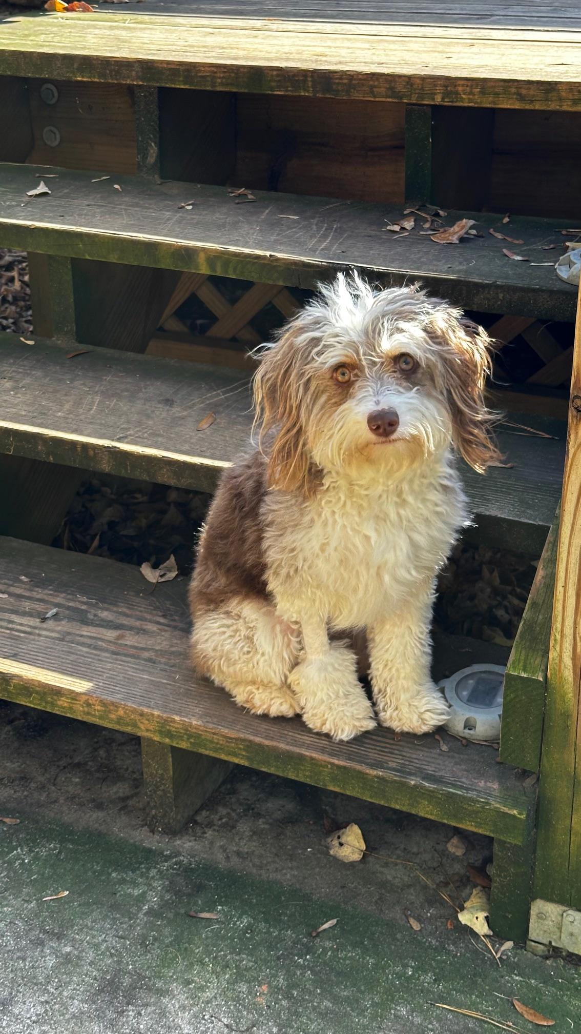 Cammie, an adoptable Aussiedoodle in Atlanta, GA, 30350 | Photo Image 2