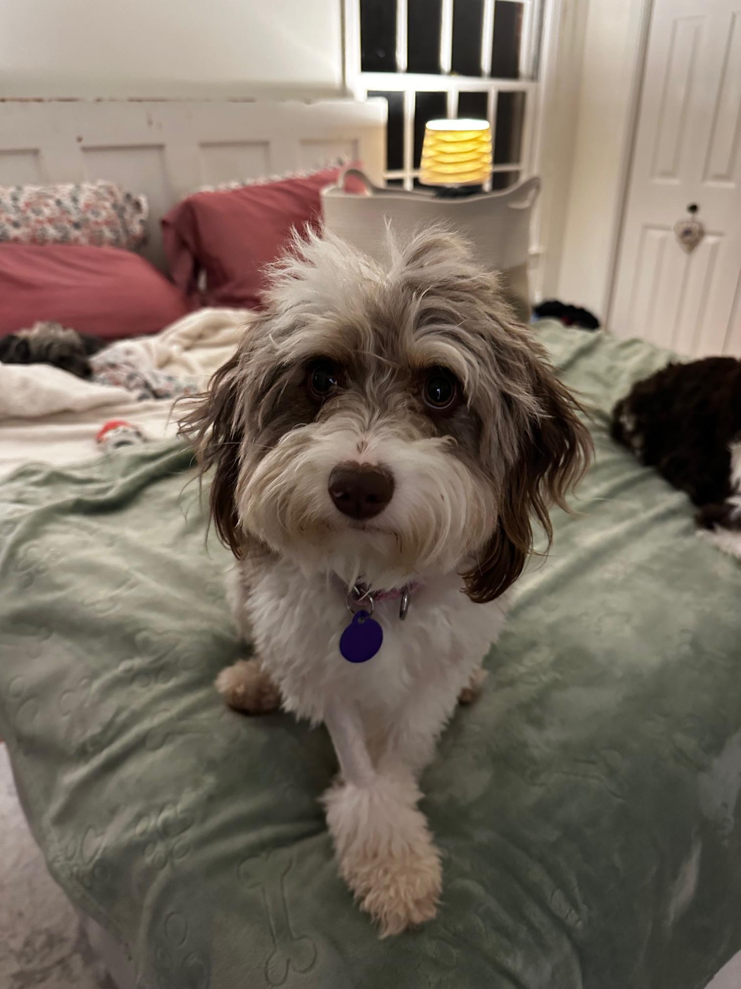 Cammie, an adoptable Aussiedoodle in Atlanta, GA, 30350 | Photo Image 3