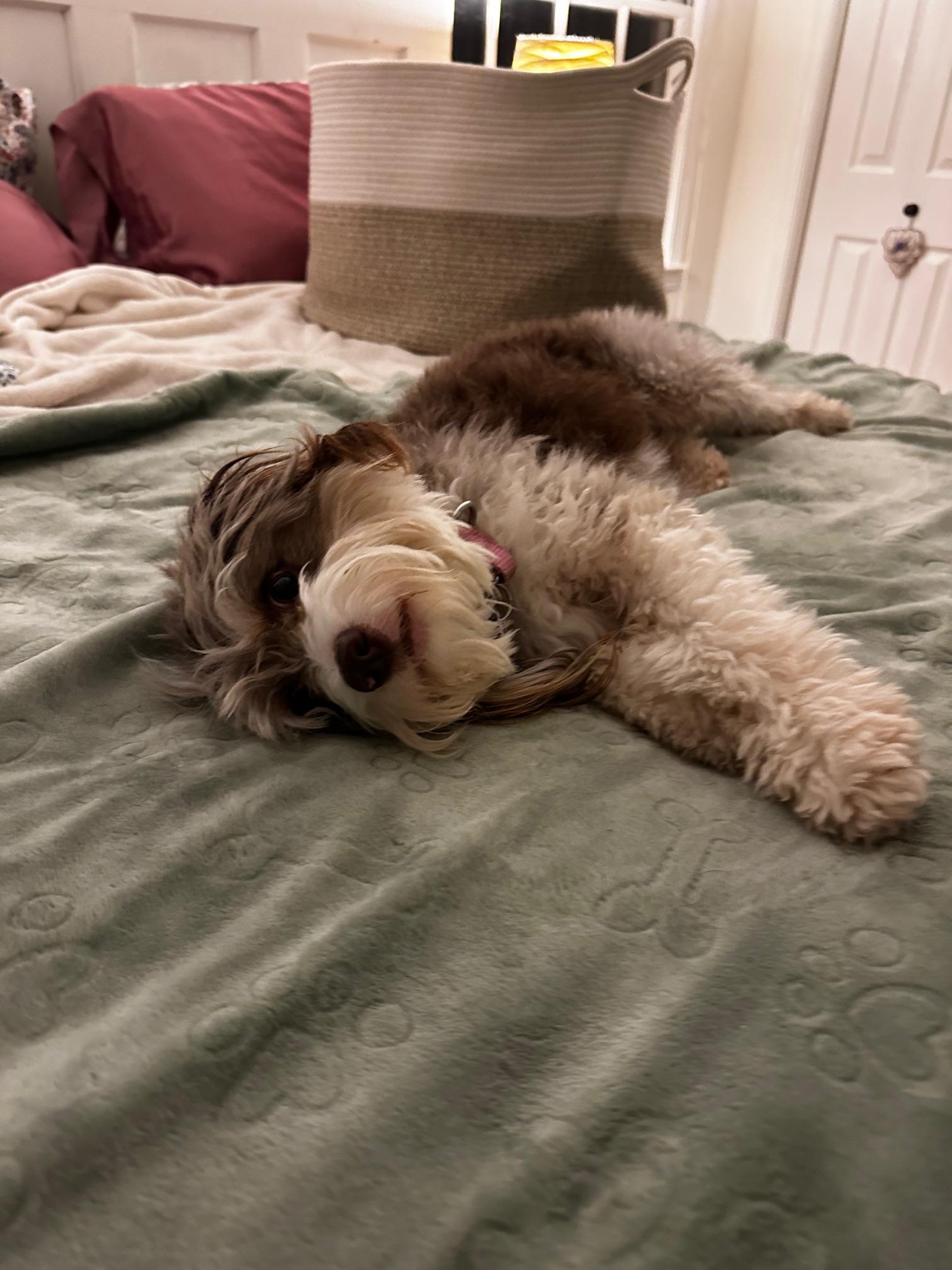 Cammie, an adoptable Aussiedoodle in Atlanta, GA, 30350 | Photo Image 4