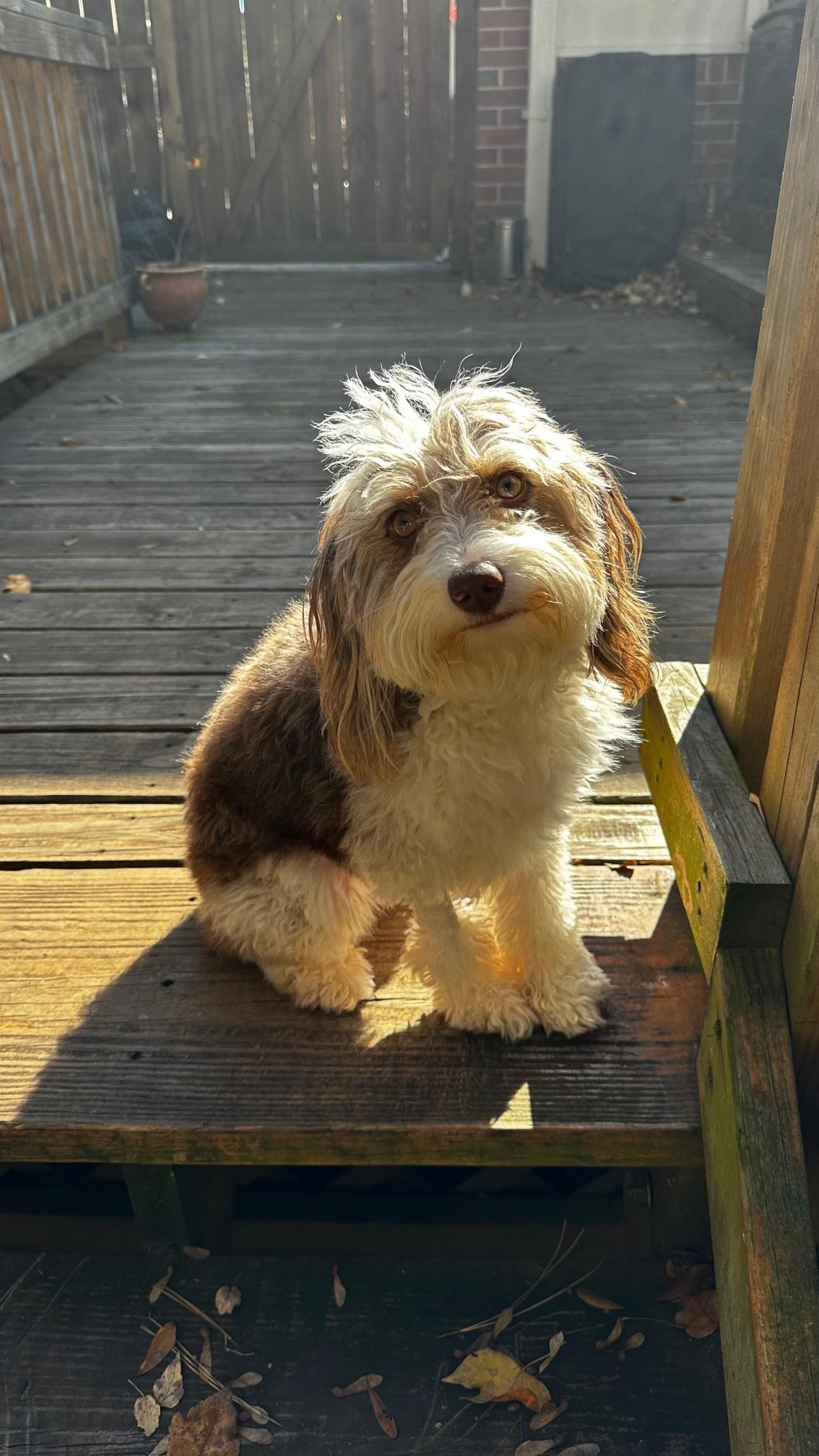 Cammie, an adoptable Aussiedoodle in Atlanta, GA, 30350 | Photo Image 5