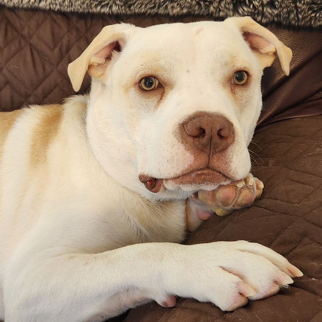 Eyrie, a Adoptable mixed breed in Spring hill, TN image 1/5